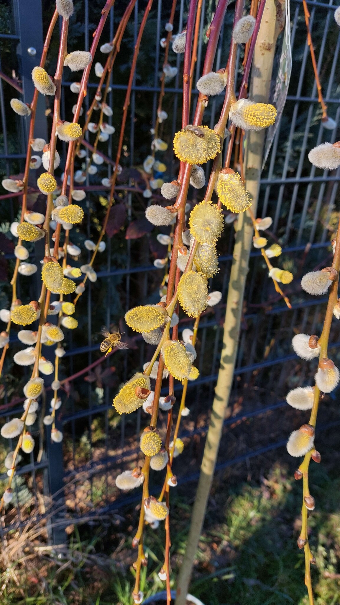 Lebendiger Garten