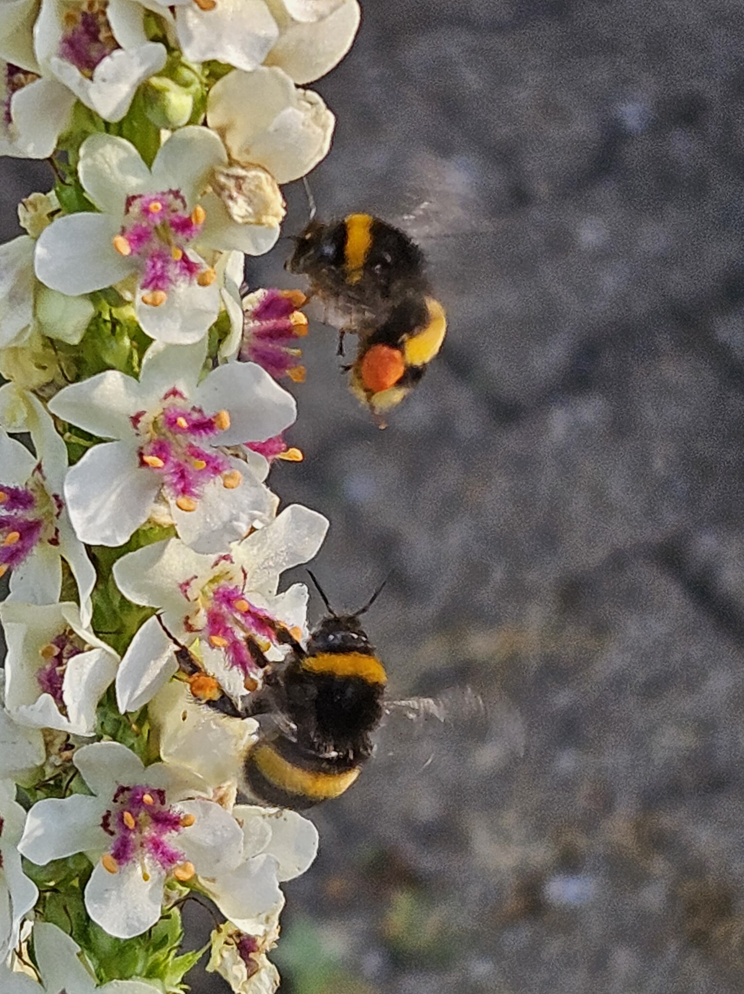 Begeisternde Natur – gestaltet zu einem Zuhause im Freien
