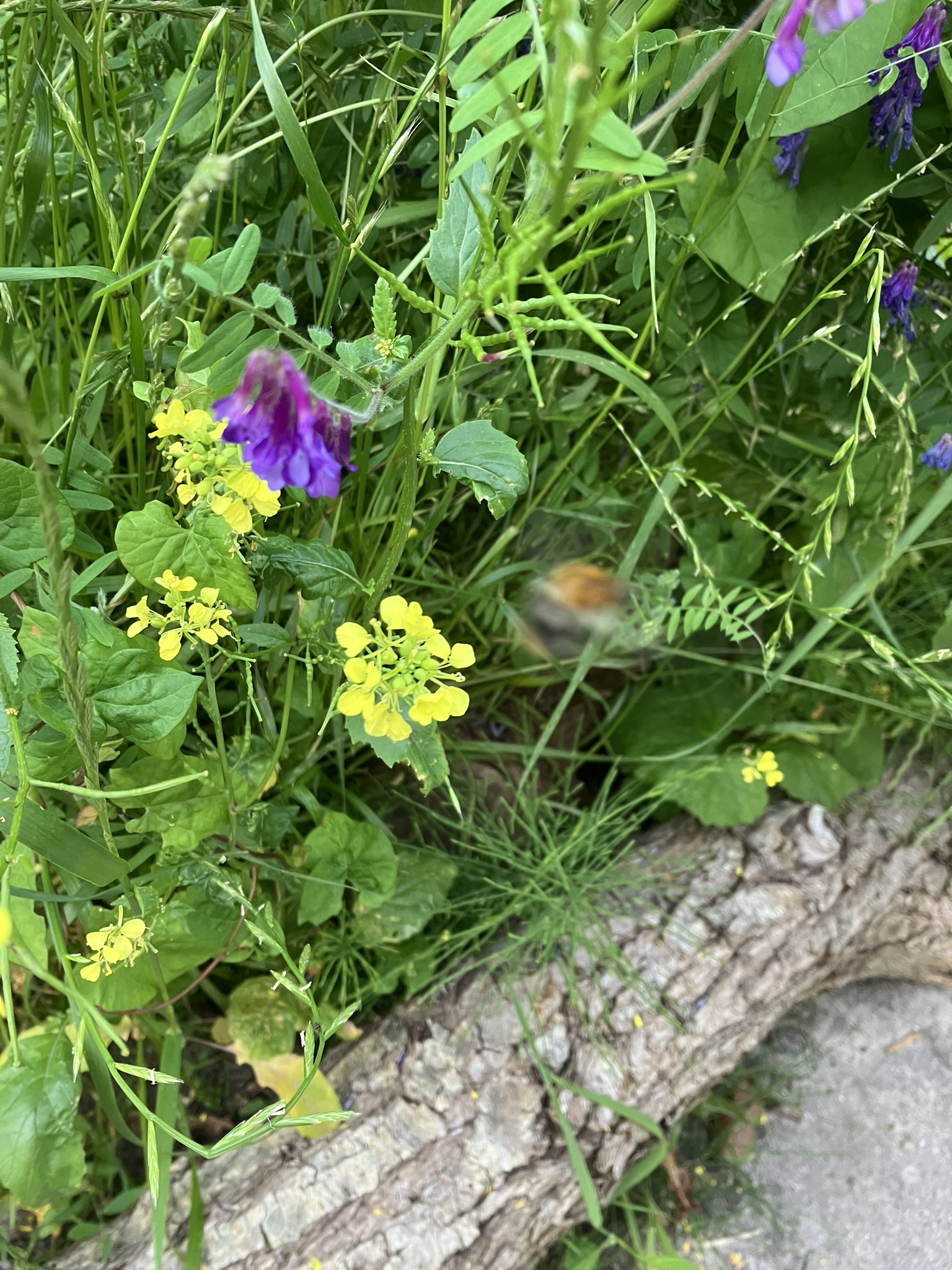Die summende und blühende IGS Emden: Projekt 3:  Auf der "Bieneninsel" und in der "Beerenstraße" ist neuerdings richtig viel los