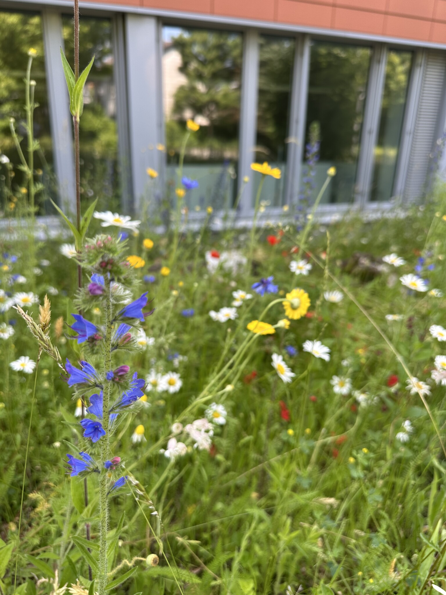 Insekten-Oase am Franz-Marc-Gymnasium in Markt Schwaben