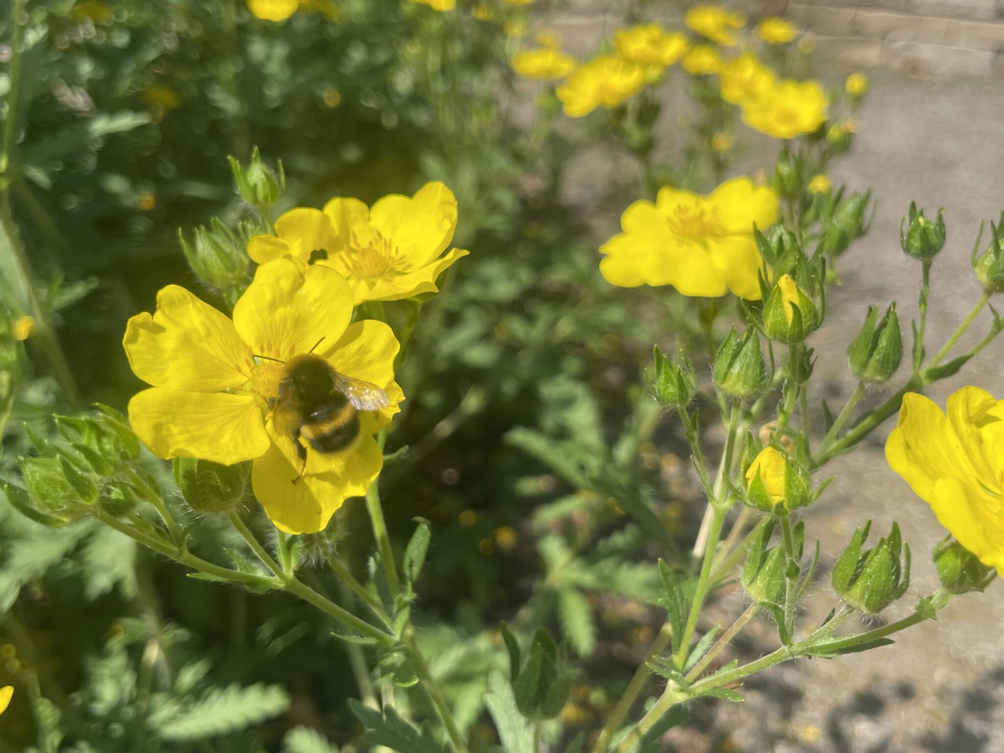 Miteinander Füreinander – jetzt auch für Bienen!