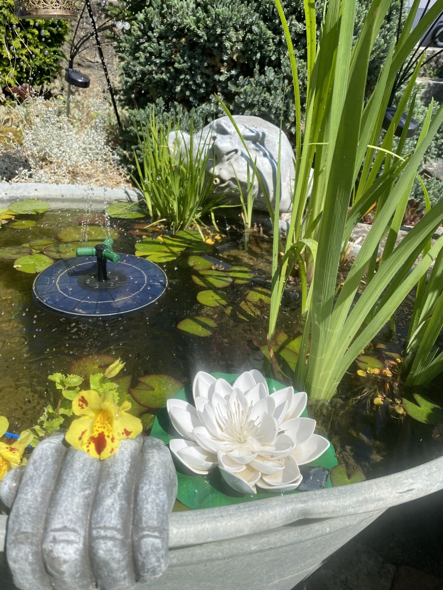 Wasserstelle für Insekten