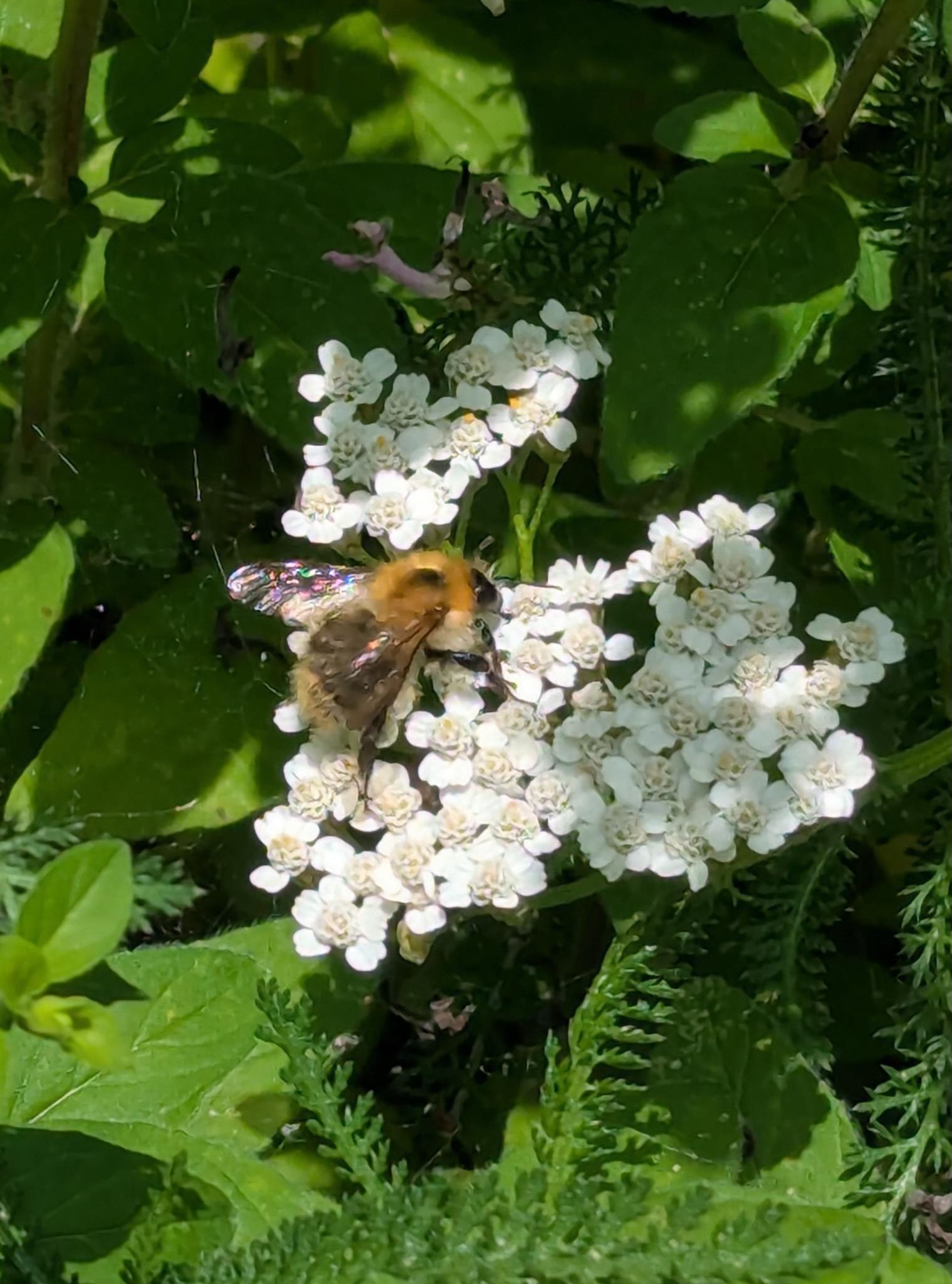 Miteinander Füreinander- jetzt auch für Bienen!