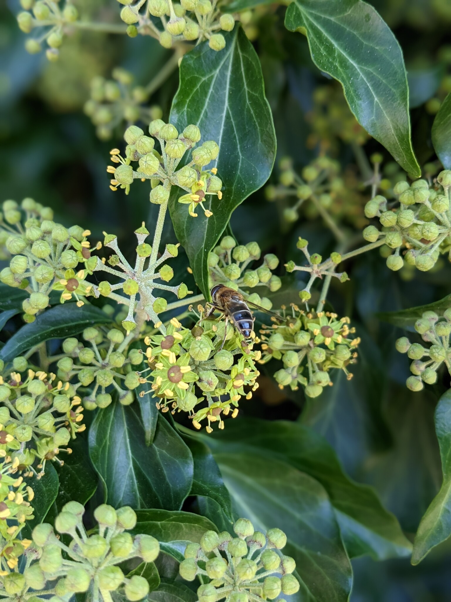Hortus Pfiffikus