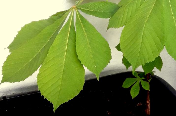 Vom Grau- zum Grünbalkon