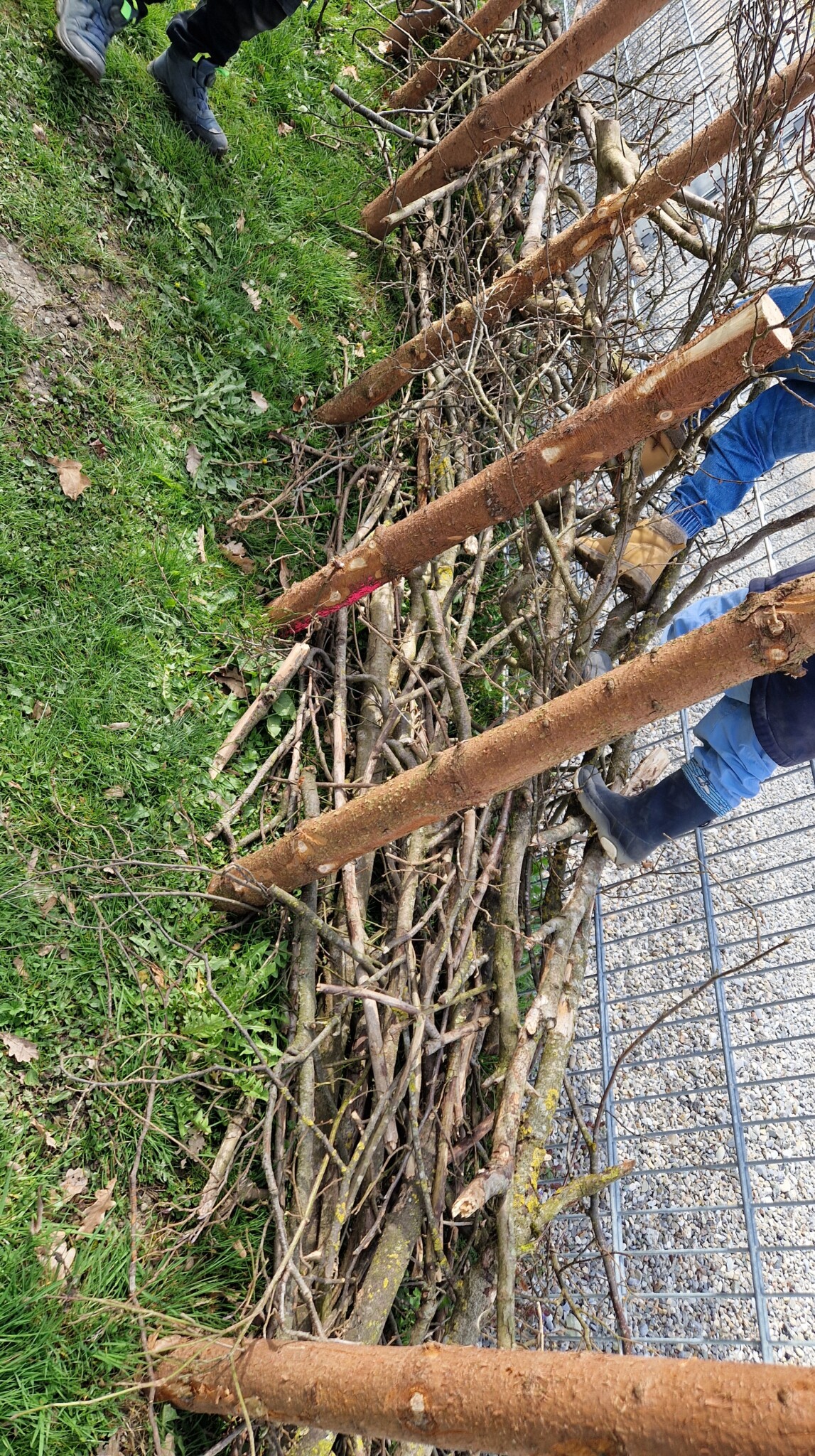 Todholzhecke für unseren entstehenden Naturgarten
