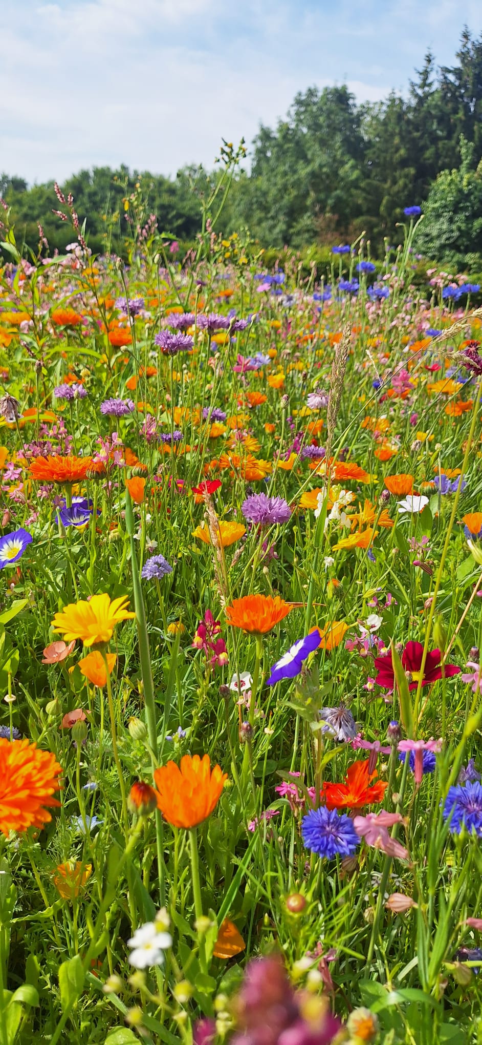 Dörentruper Blühwiesen verbinden Menschen, Orte und Erinnerungen