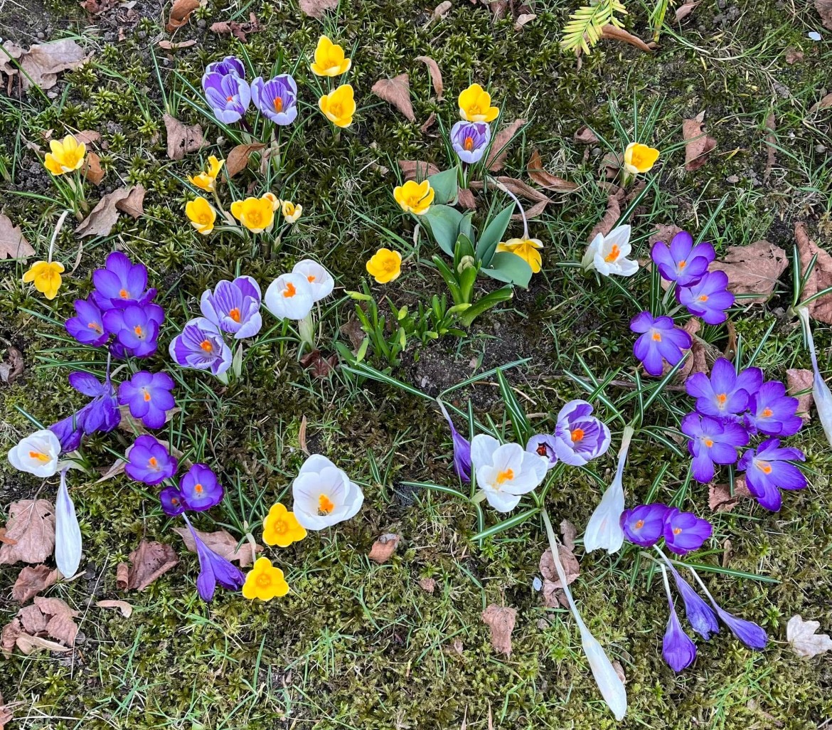 Blumenzwiebel-Retterwiese in Braunschweig/Schapen