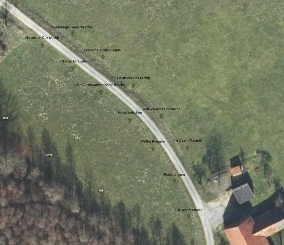 12 Obstbäume für Bienen und andere Lebewesen