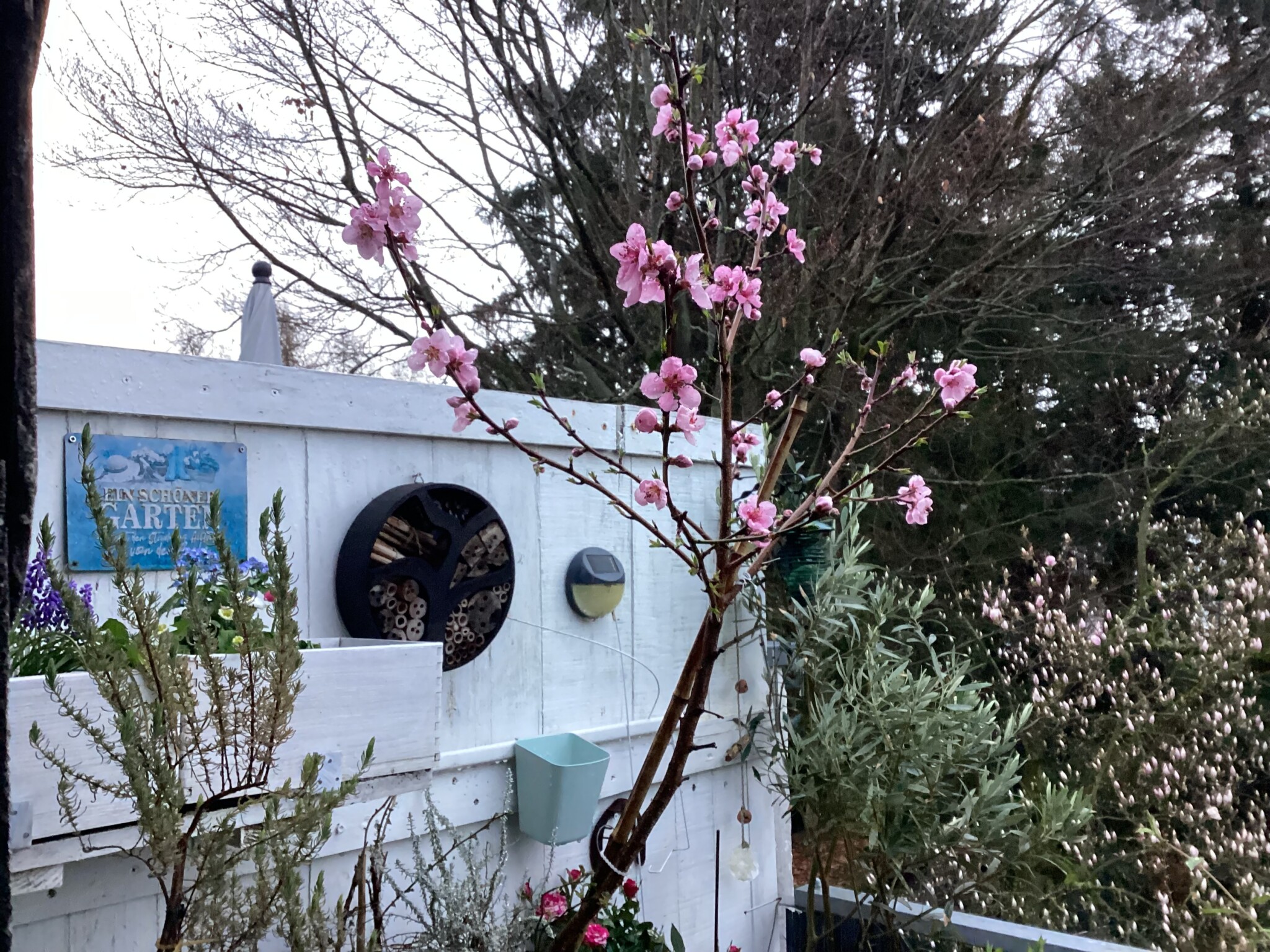 In stiller Harmonie erblüht mein Balkon