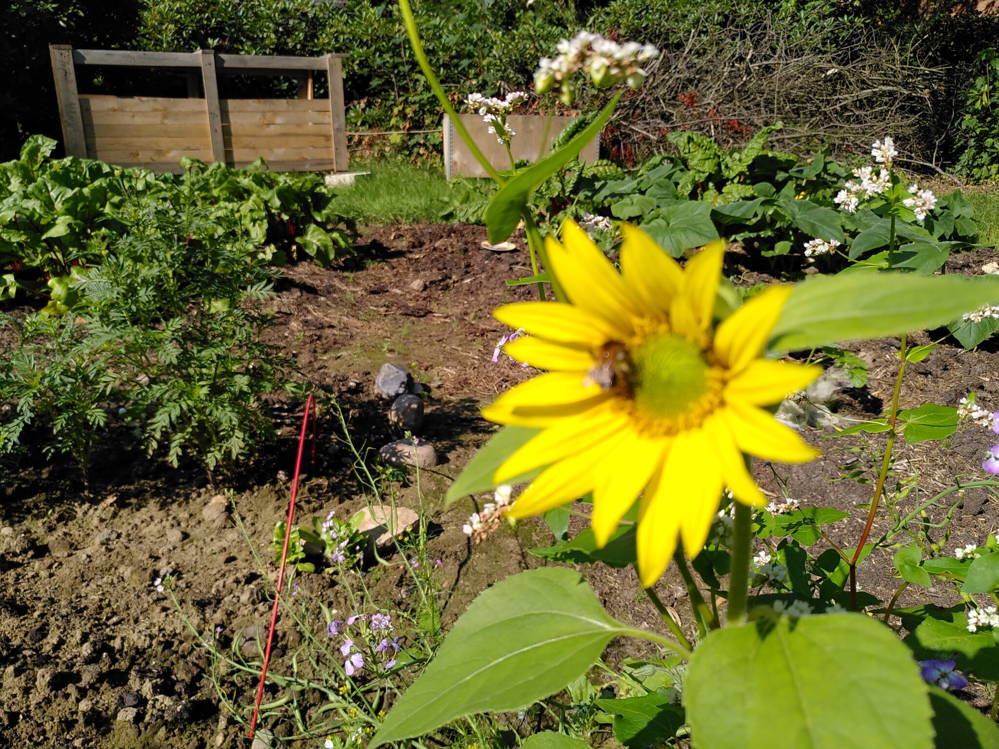 Gemüsegarten statt Pferdeauslauf
