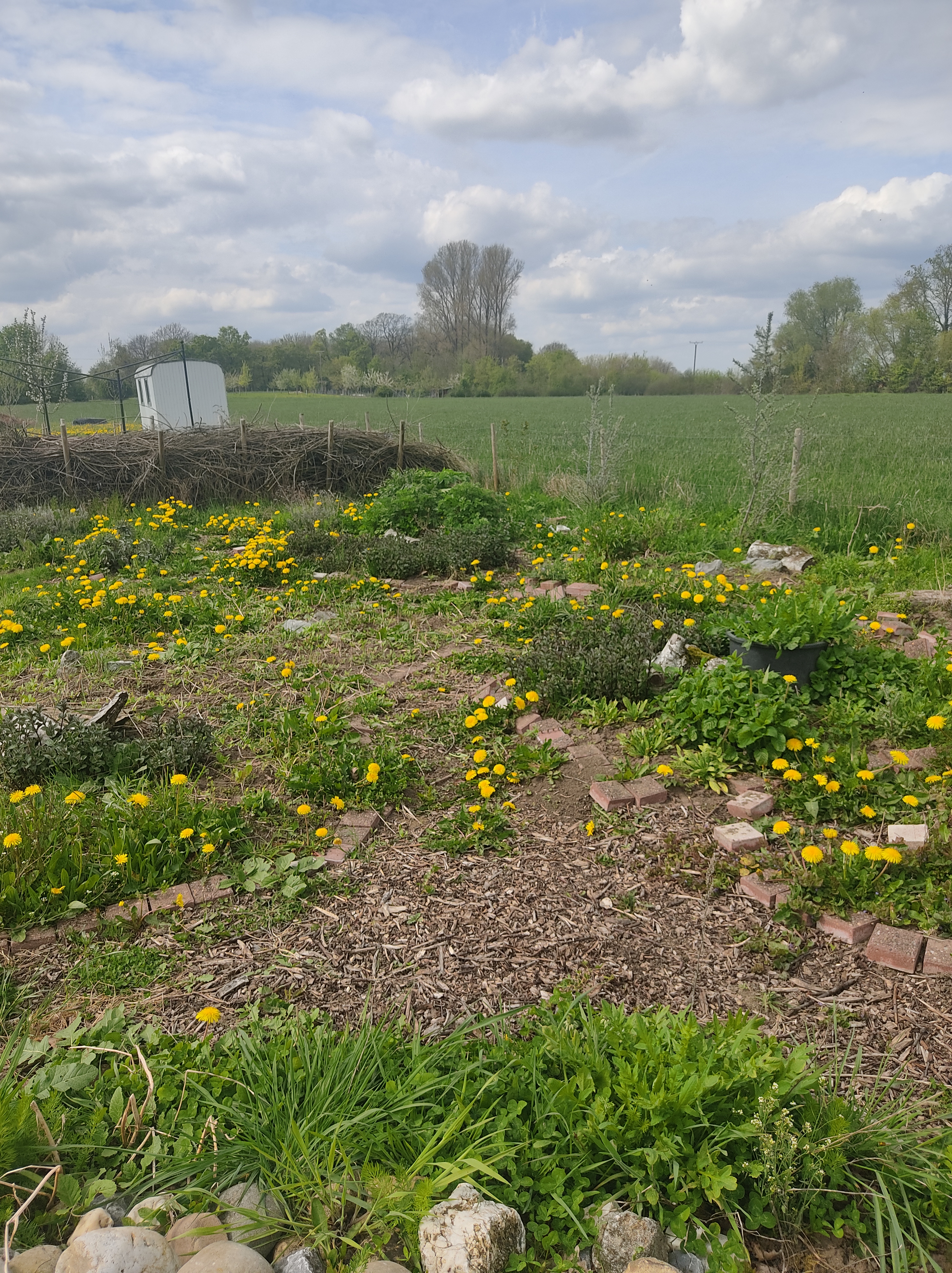 Wühlmausgarten – Ein Zuhause für Bienen und Vielfalt