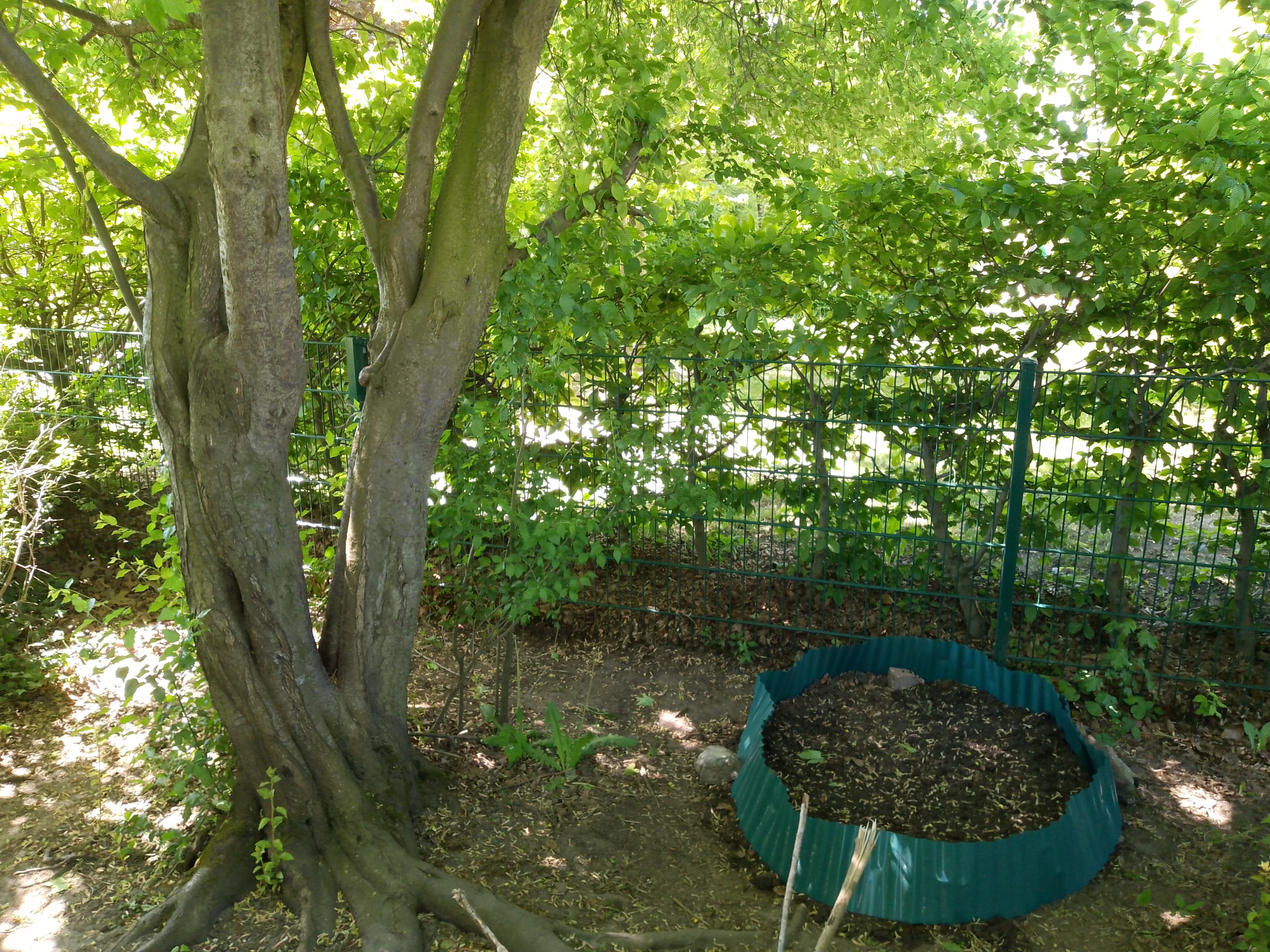Insekten- und Bienenweide auf dem Schulhof