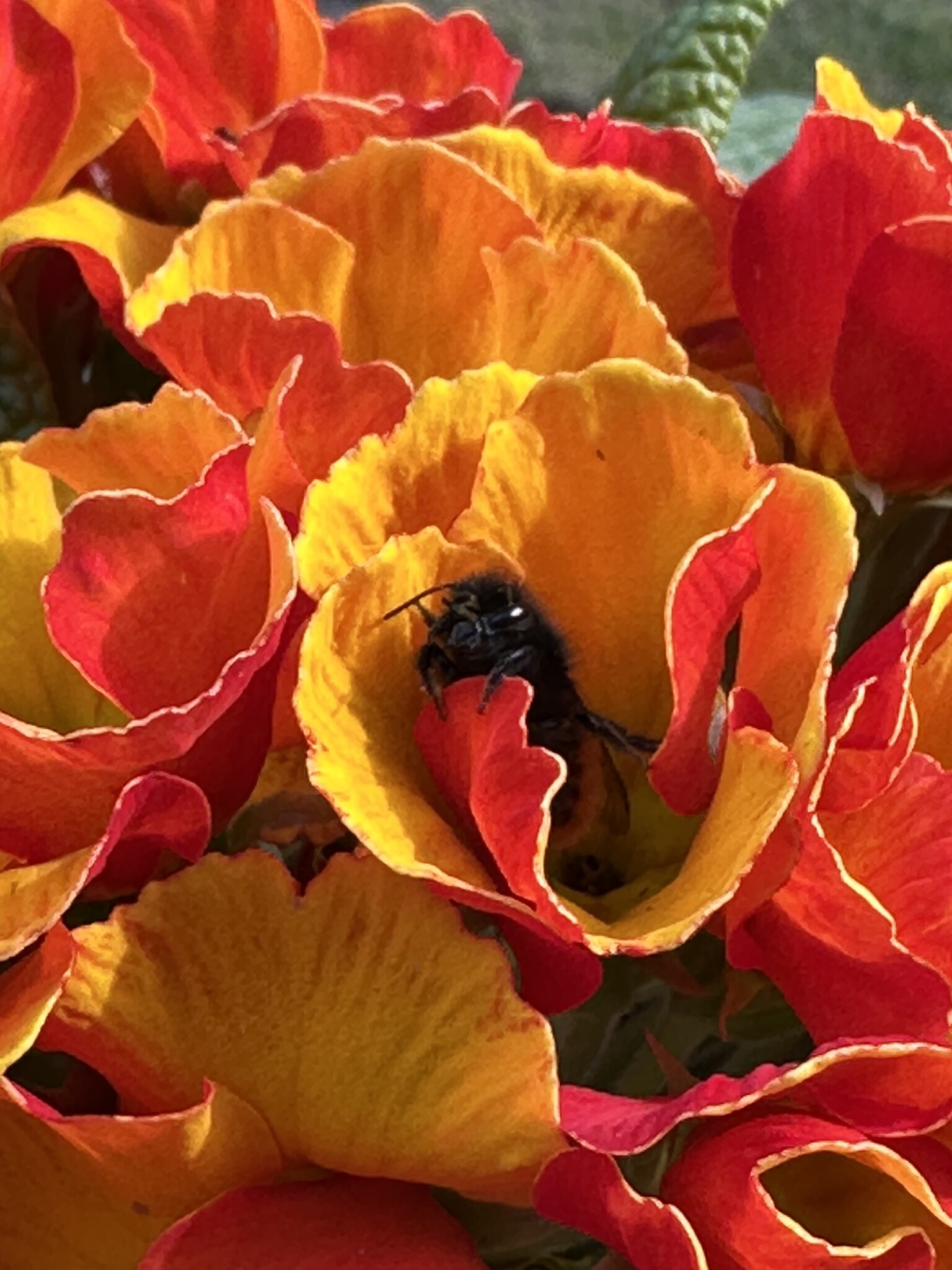 Wenn die Vorschule mit der Oberschule Grünflächen gestaltet