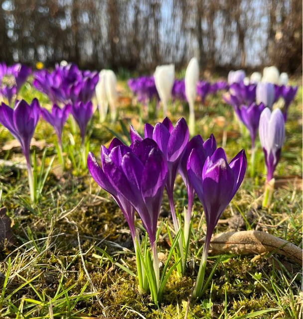 Blumenzwiebel-Retterwiese in Braunschweig/Schapen