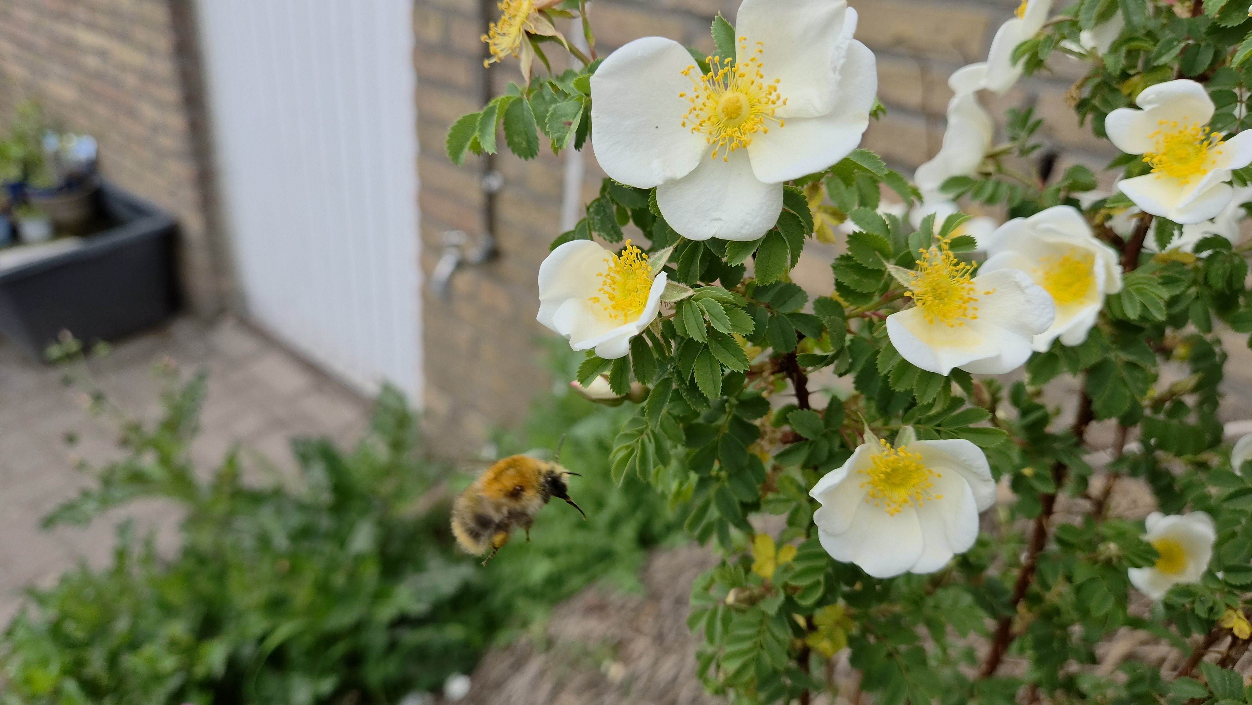 Unsere Gartenumgestaltung