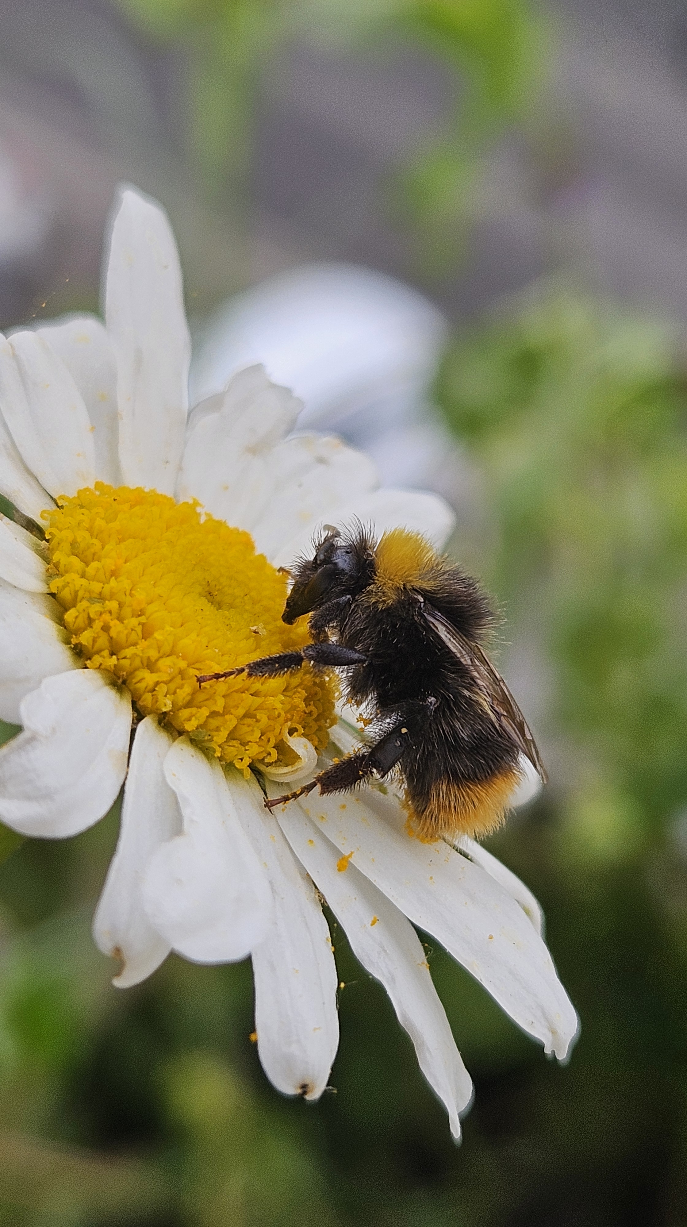 Nordost-Naturbalkon für Wildbienen und Stadtnatur