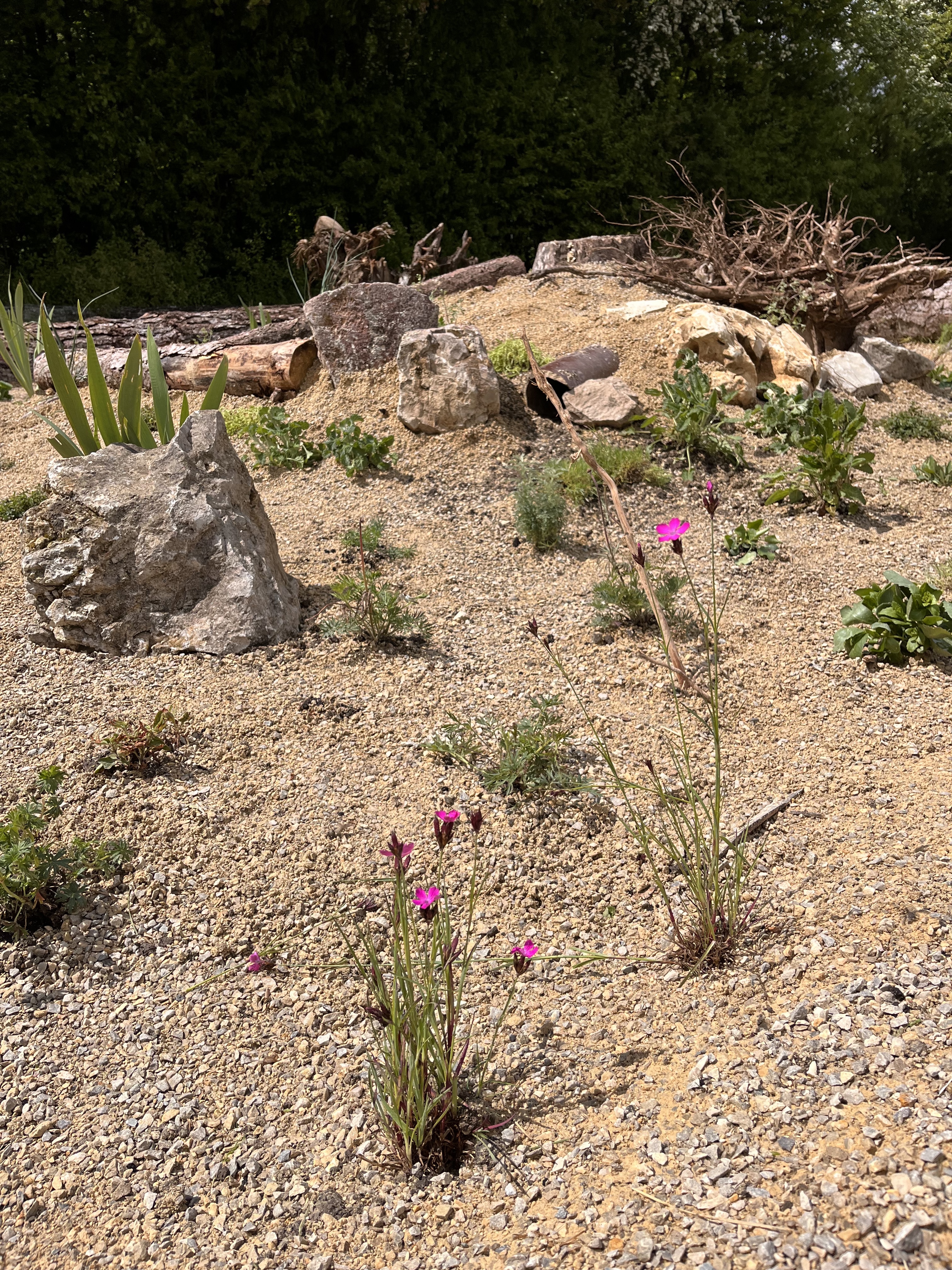 Biodiversitätsaum im Zukunftsgarten