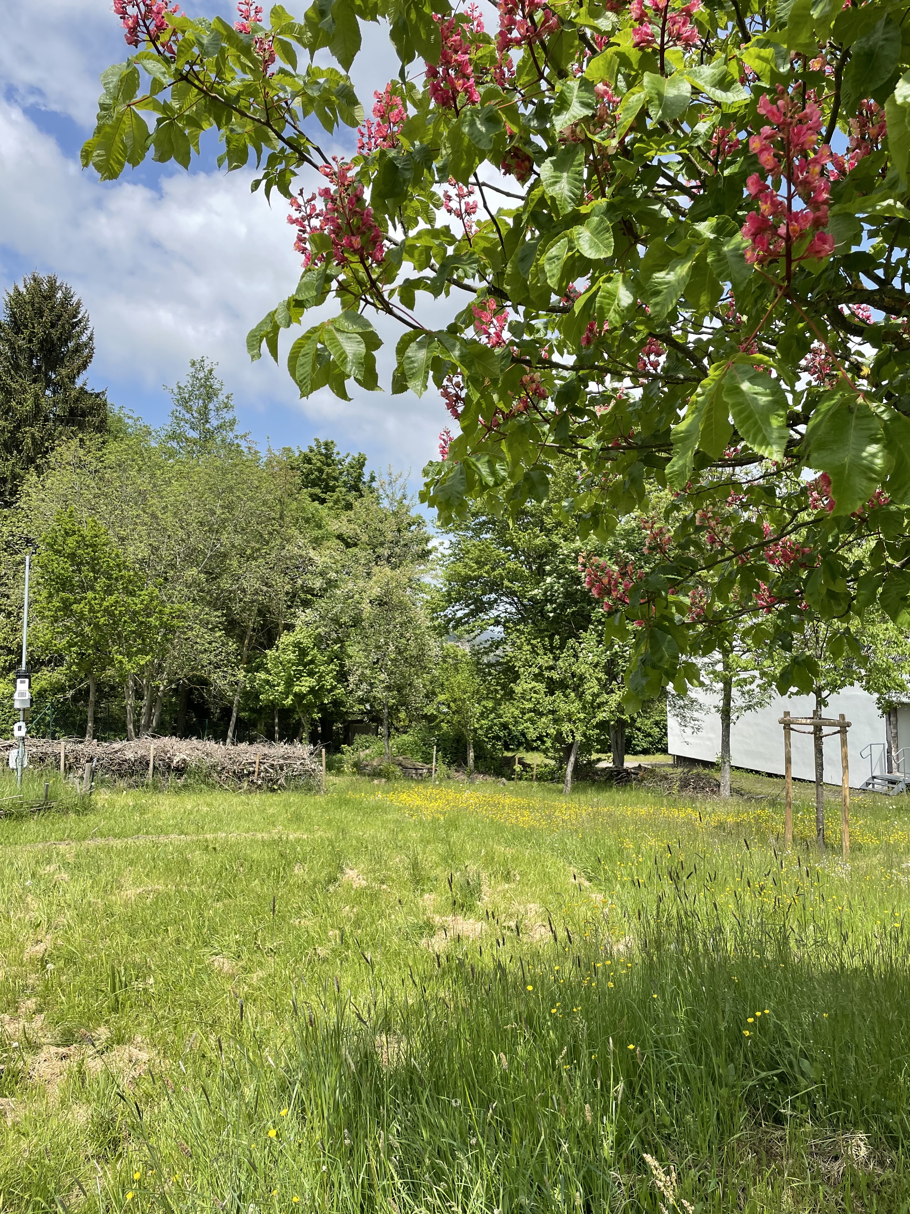 Schulgarten Sekundarschule Medebach