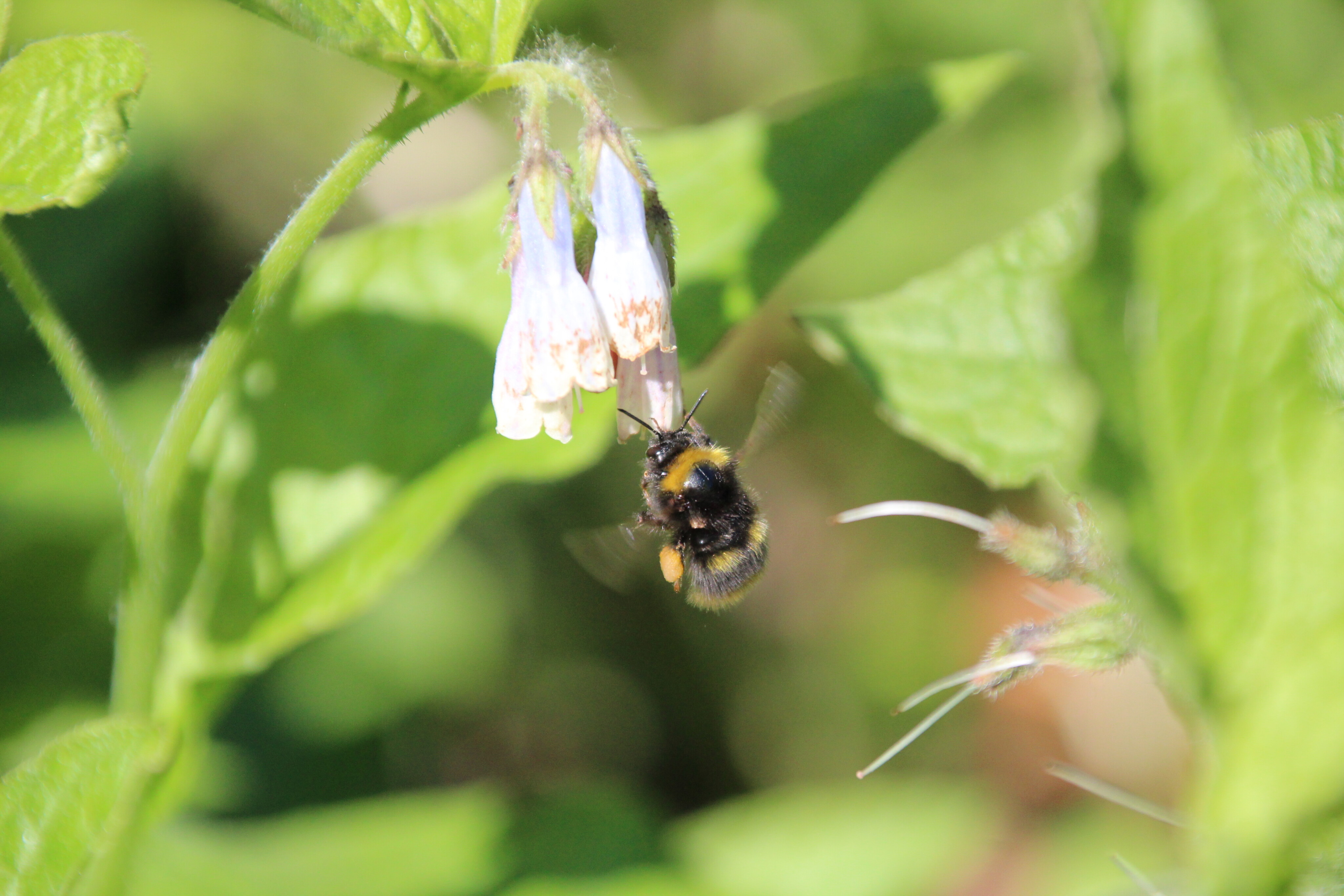 Lebensprojekt Langenberger Naturgarten