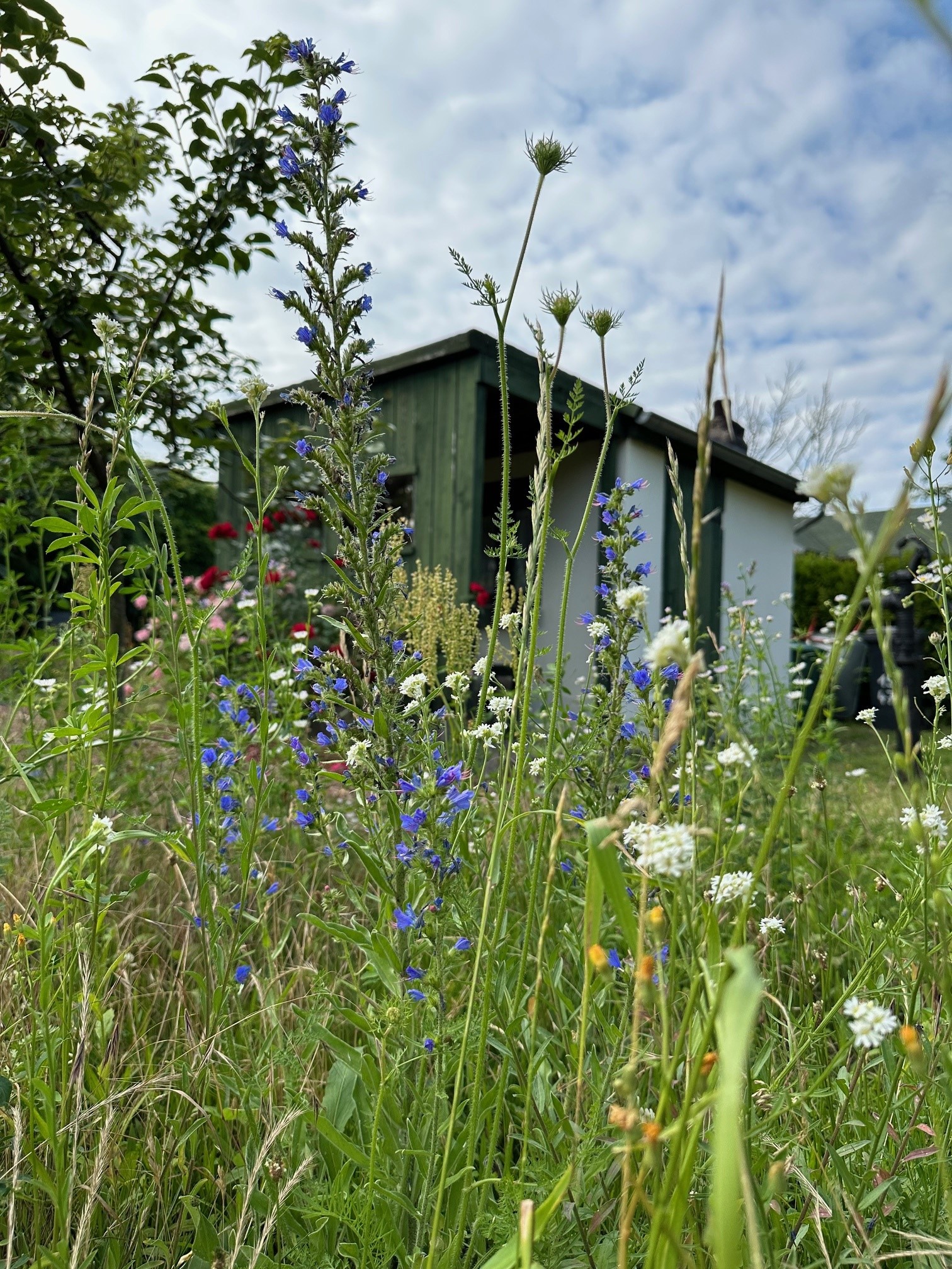 Kita und Kleingärtnerinnen für Blüten und Bienen