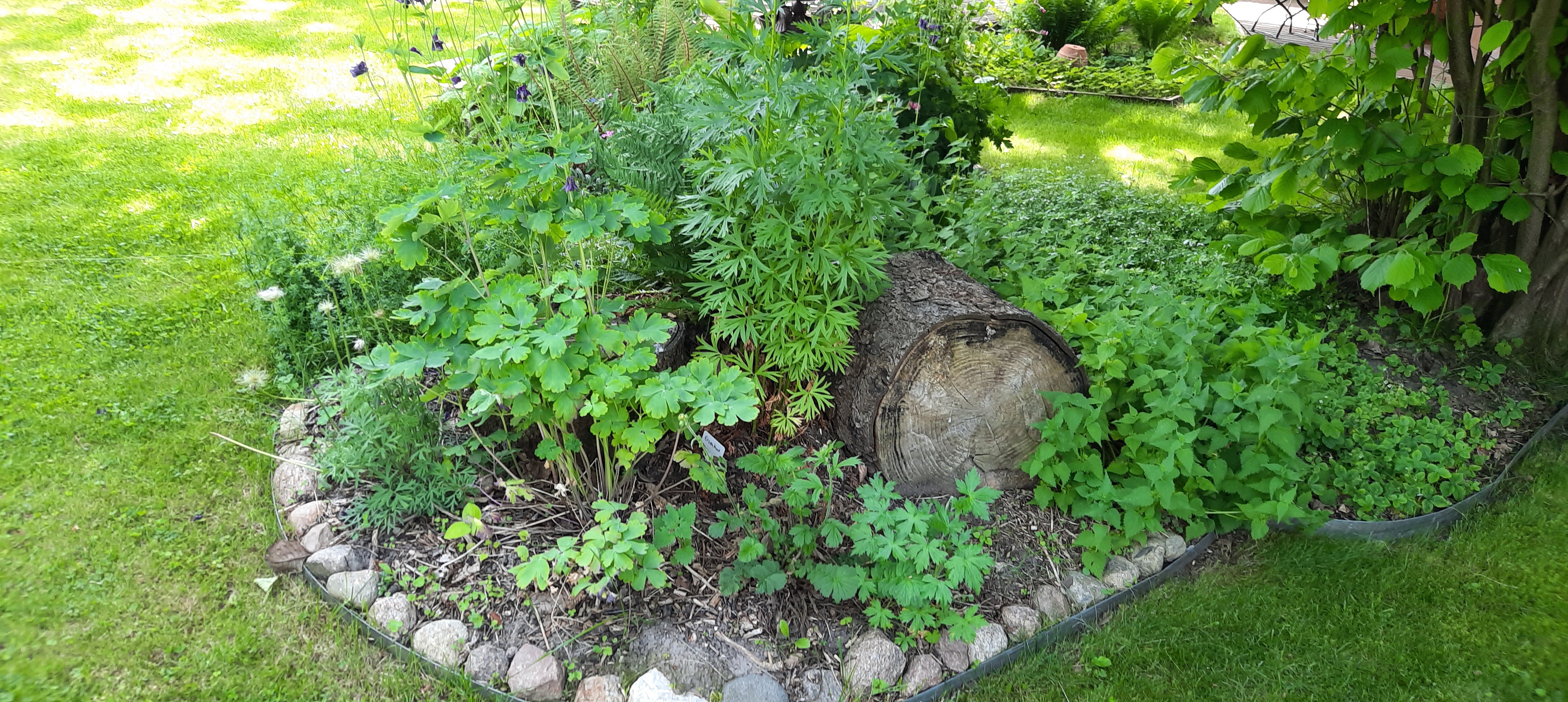 Schattenbeet mit heimischen Pflanzen