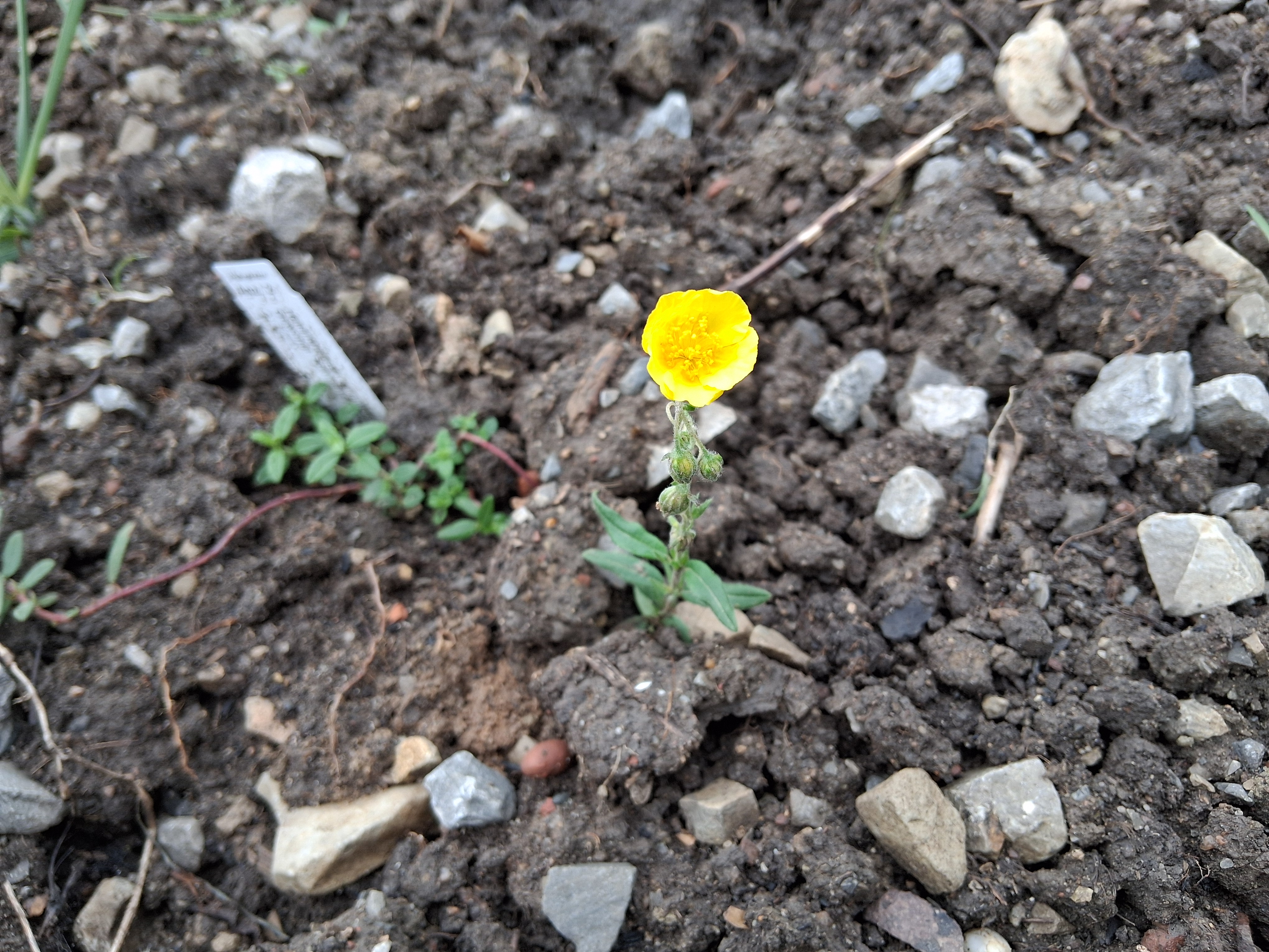 naturnaher Vorgarten im Südwesten