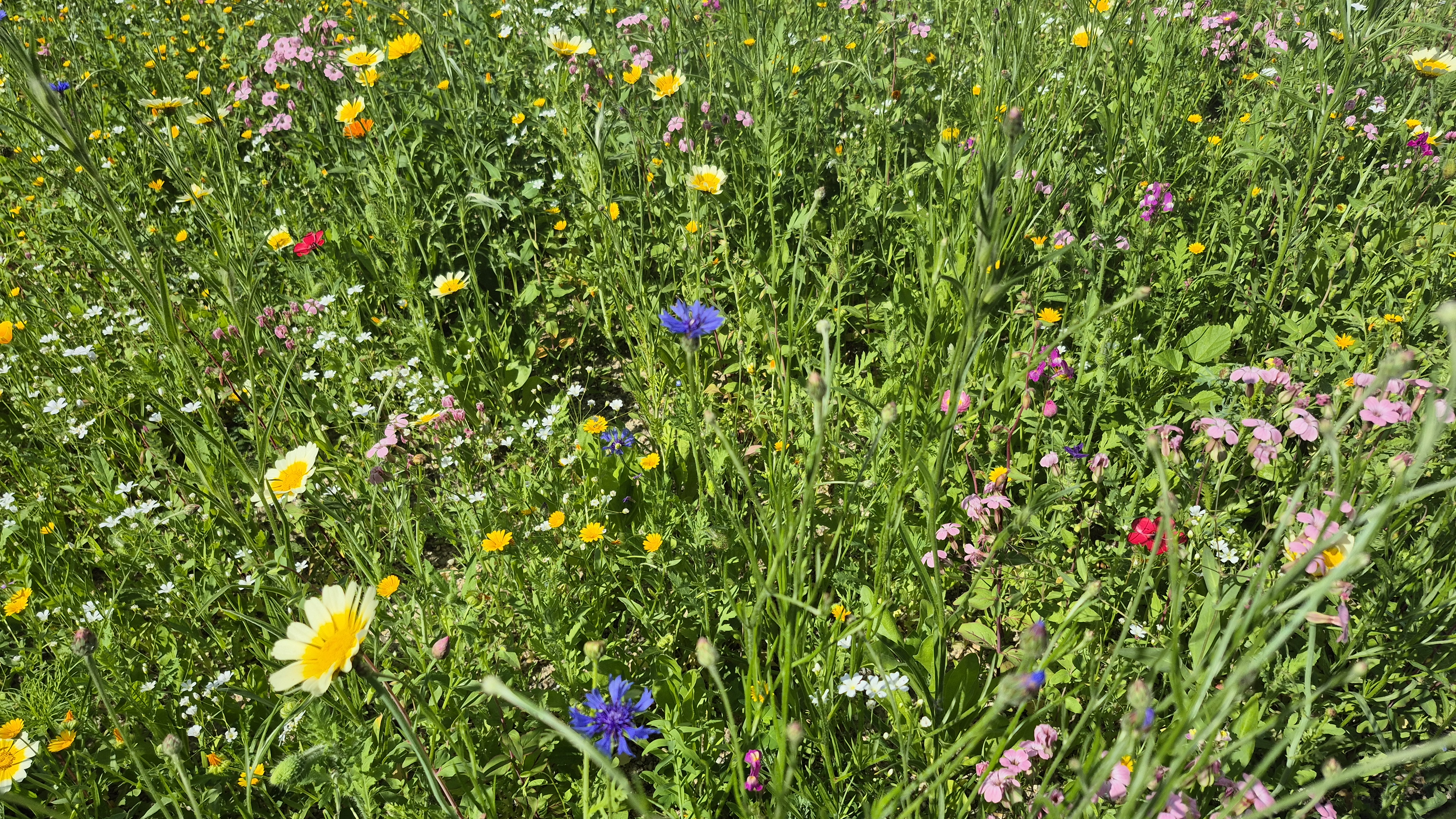 Unsere Blumenwiese vor dem Haus