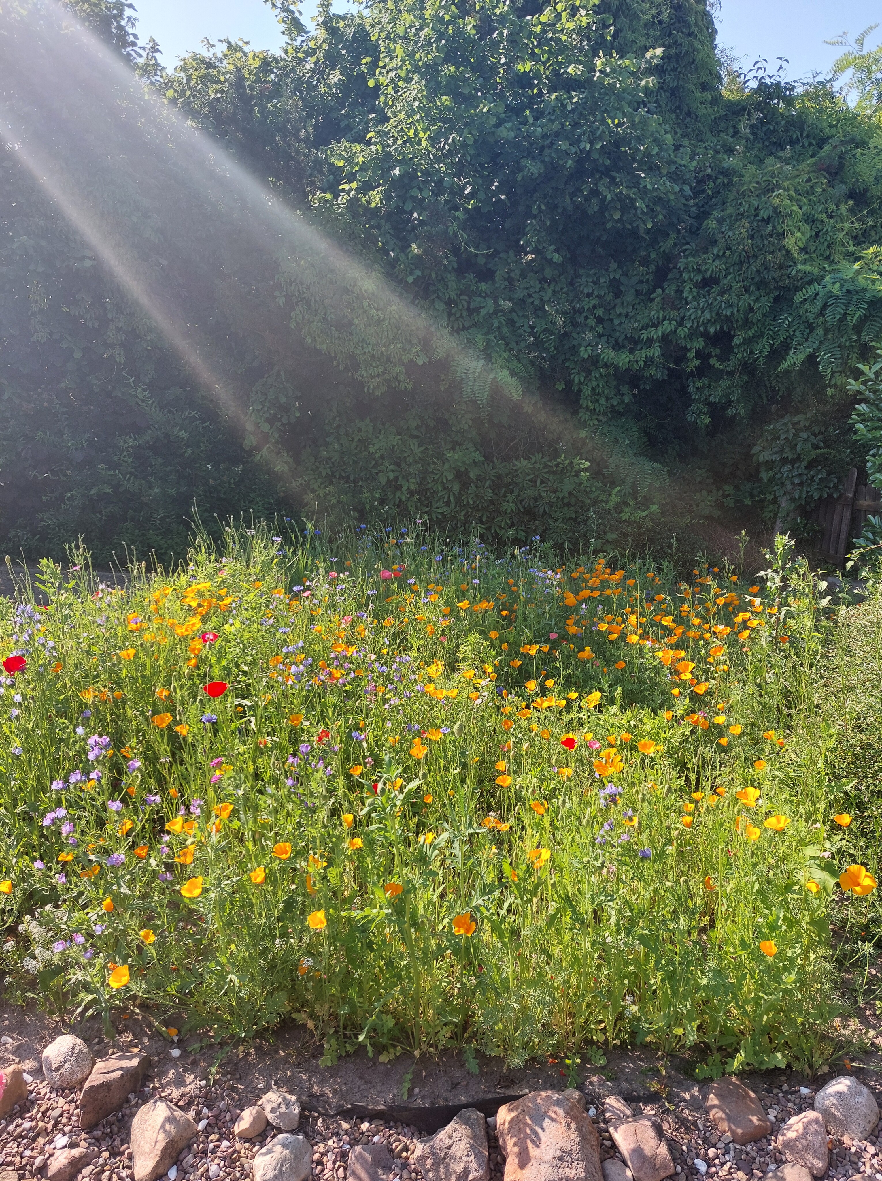Blumenwiese