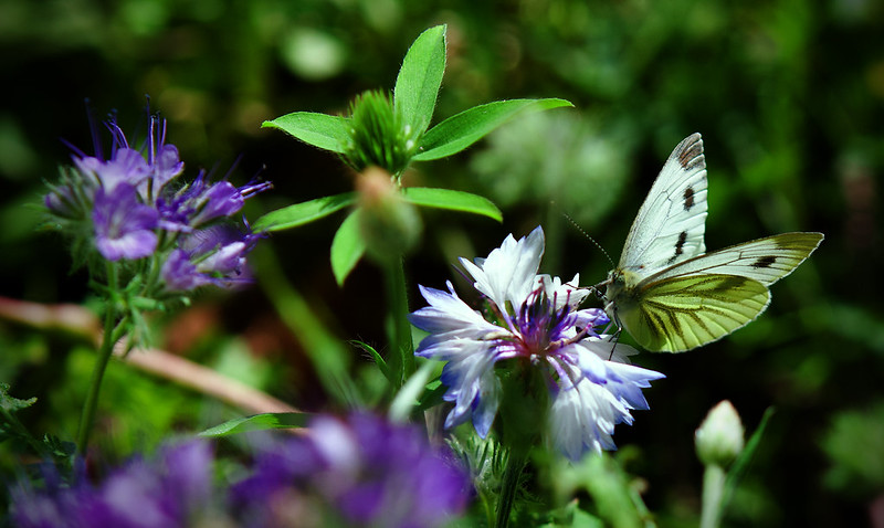 Vom vermüllten Hinterhof zum Naturgarten