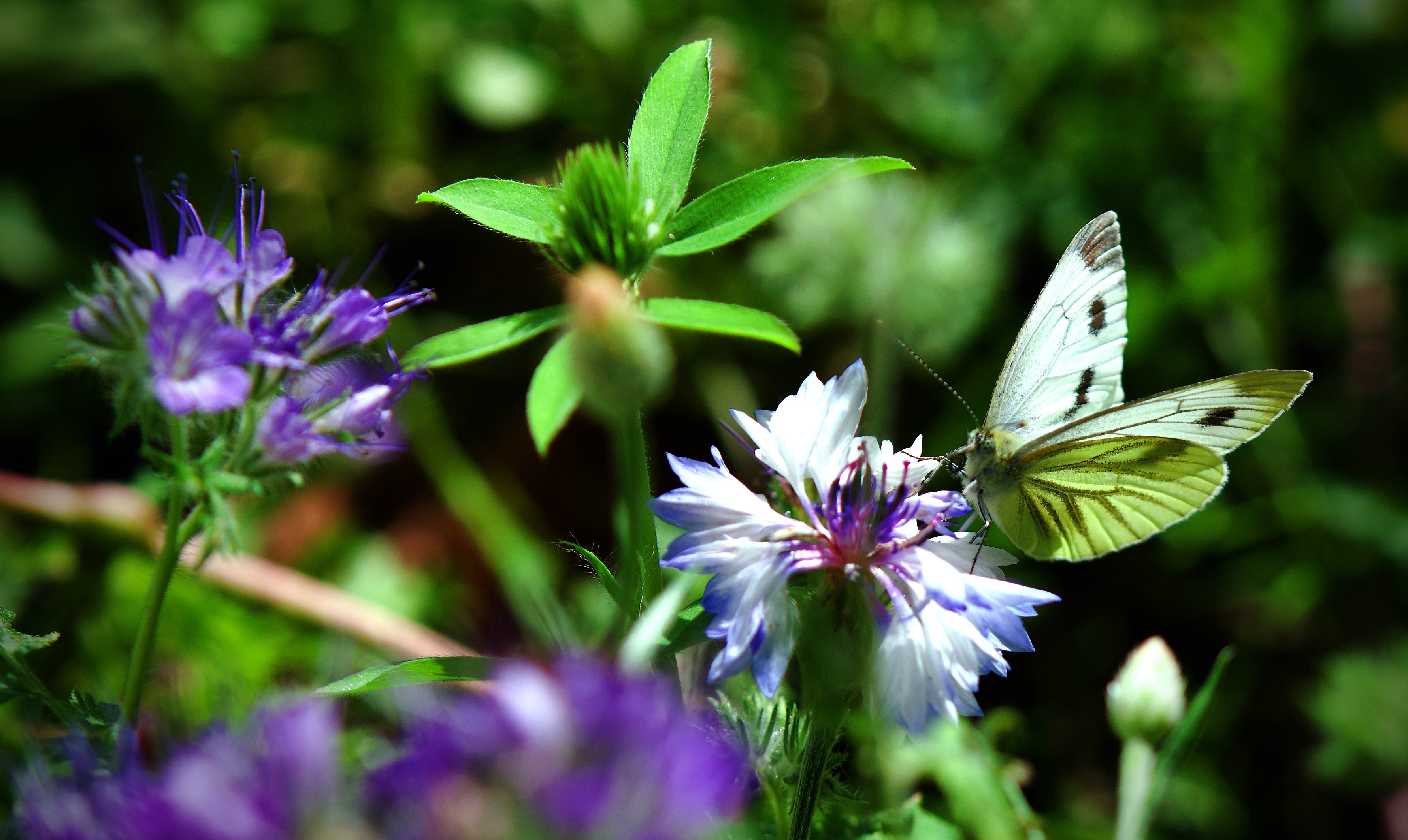Vom vermüllten Hinterhof zum Naturgarten