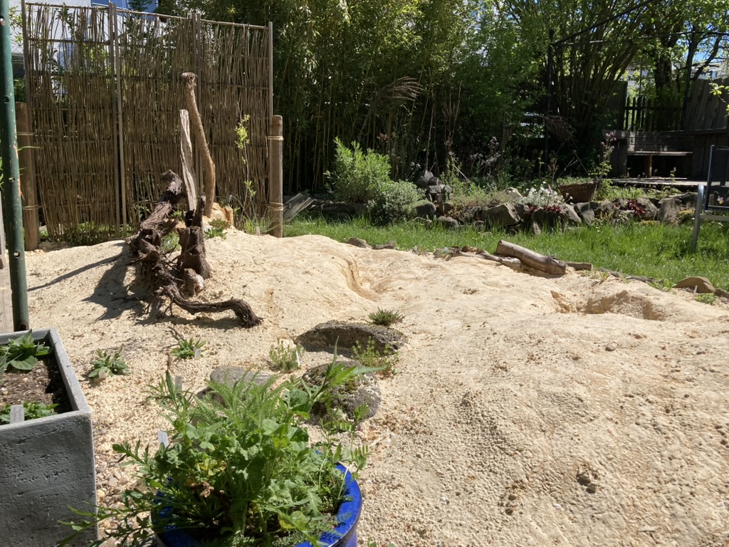 Ein Aushub, zwei Biotope: So entstanden Sandarium und Sumpfbeet