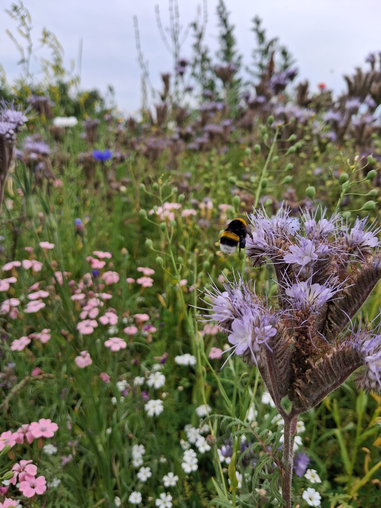 Bienenwiese in unserem Garten "Auszeit"