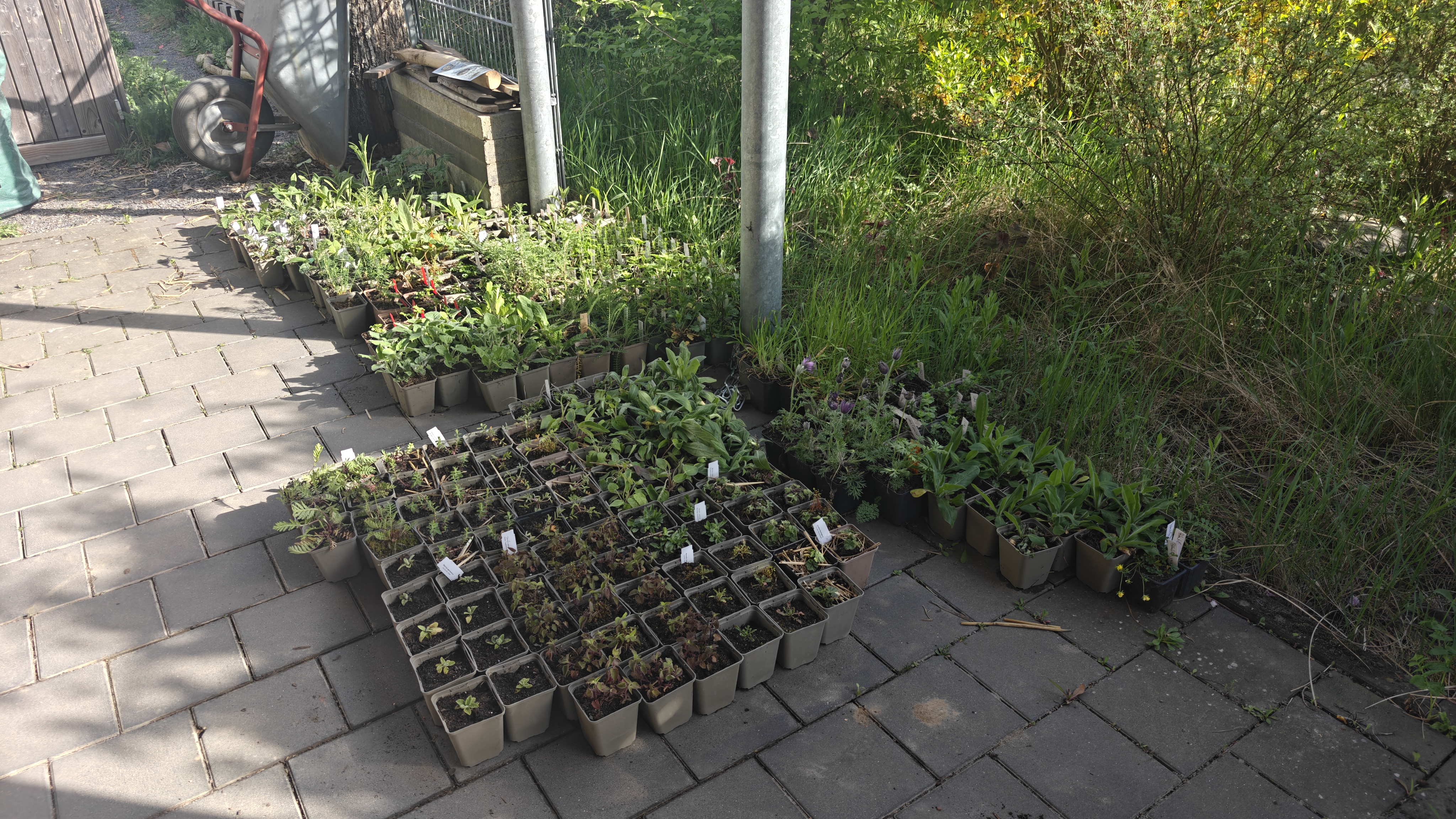 Naturnahes Blühbeet
