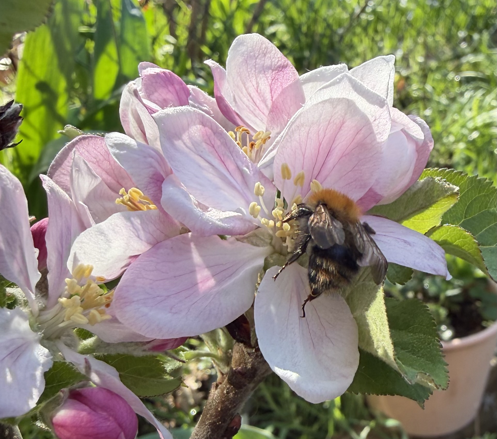 Mein Weg zum Bienengarten