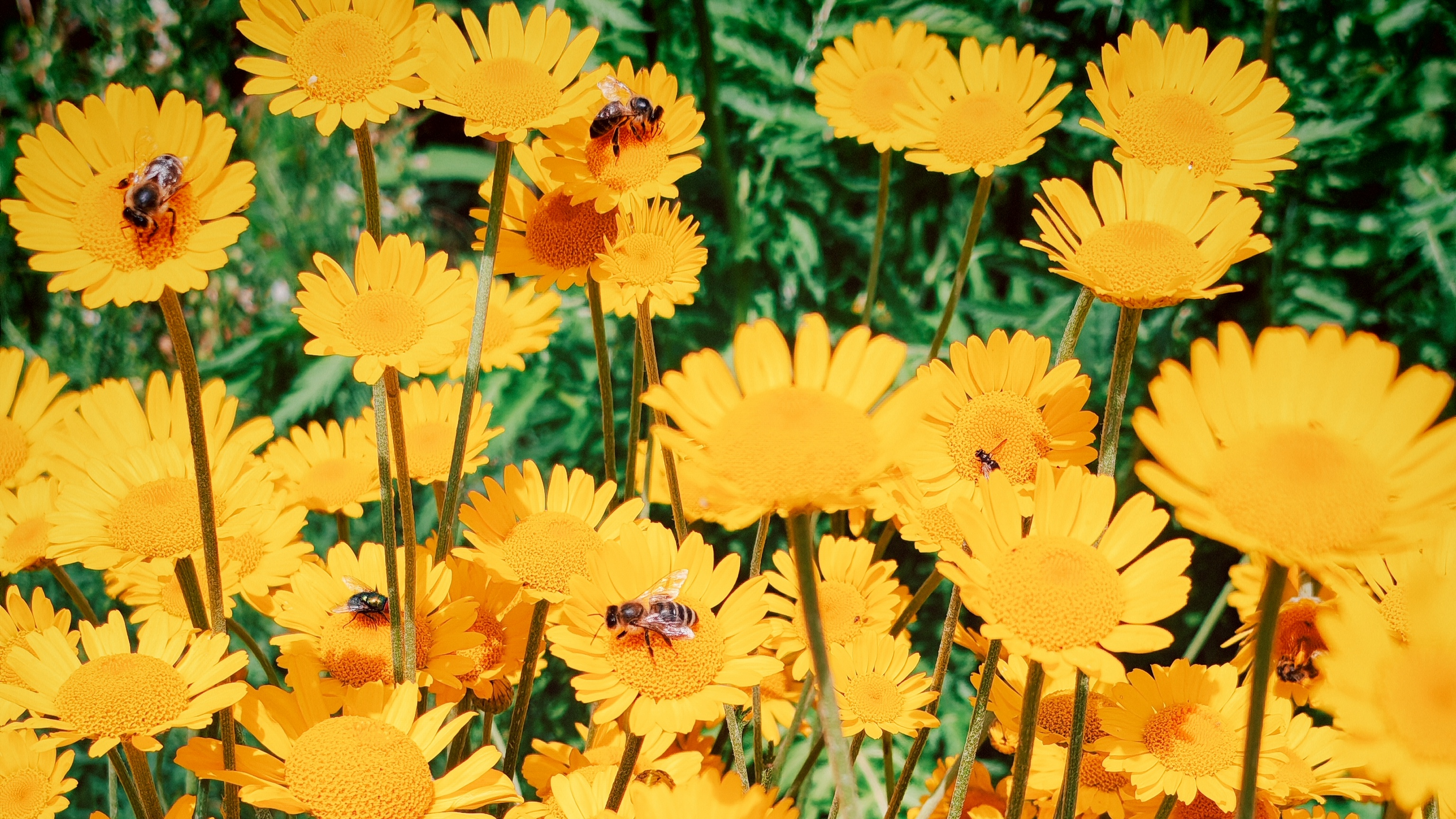 Sunny Seven summt