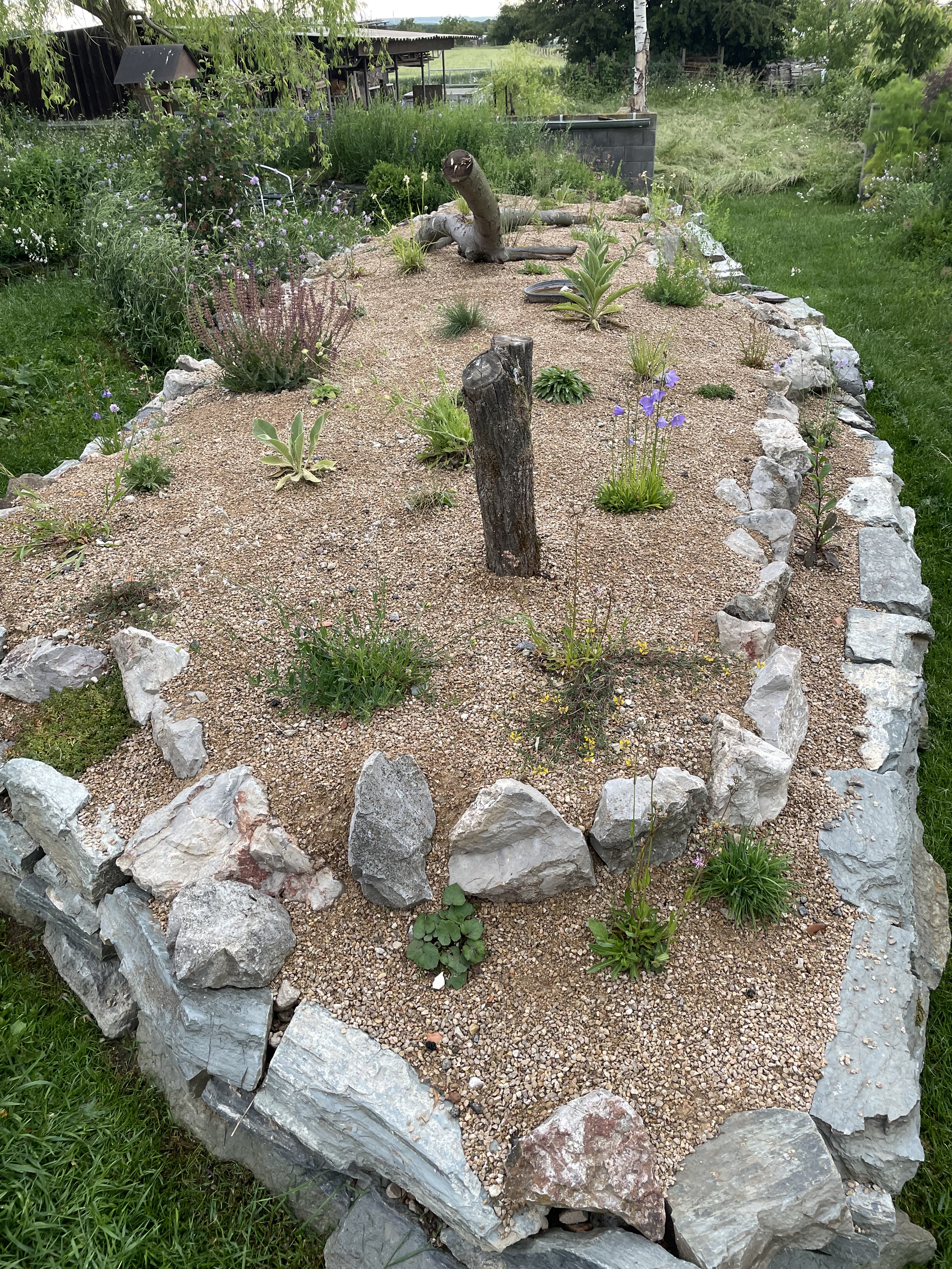 Magerbeet mitten im Garten