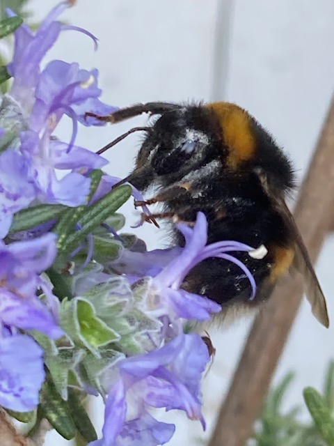 Biodiversität beginnt auf dem Balkon