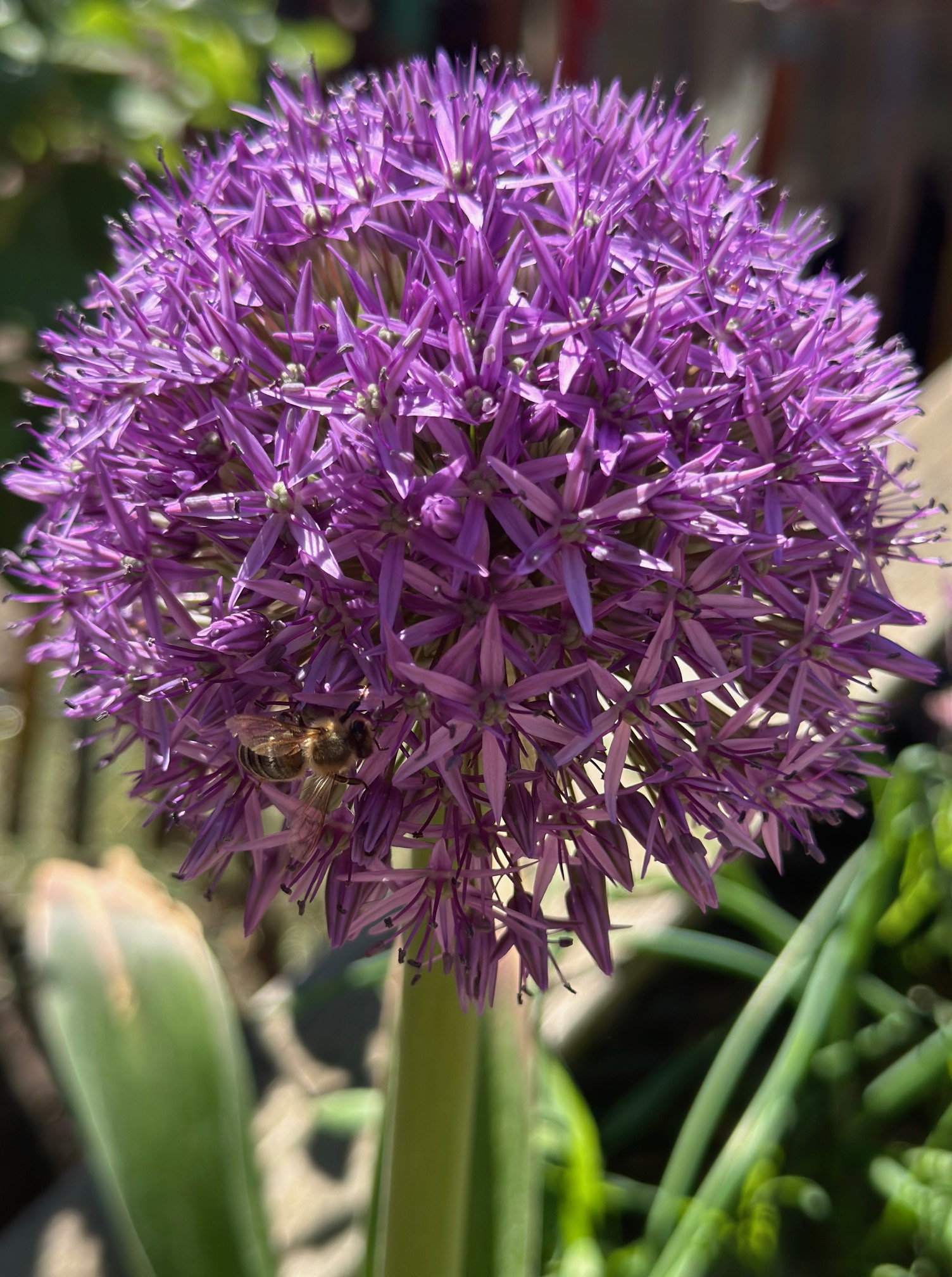 SaBiene bei den Gartenzwergen