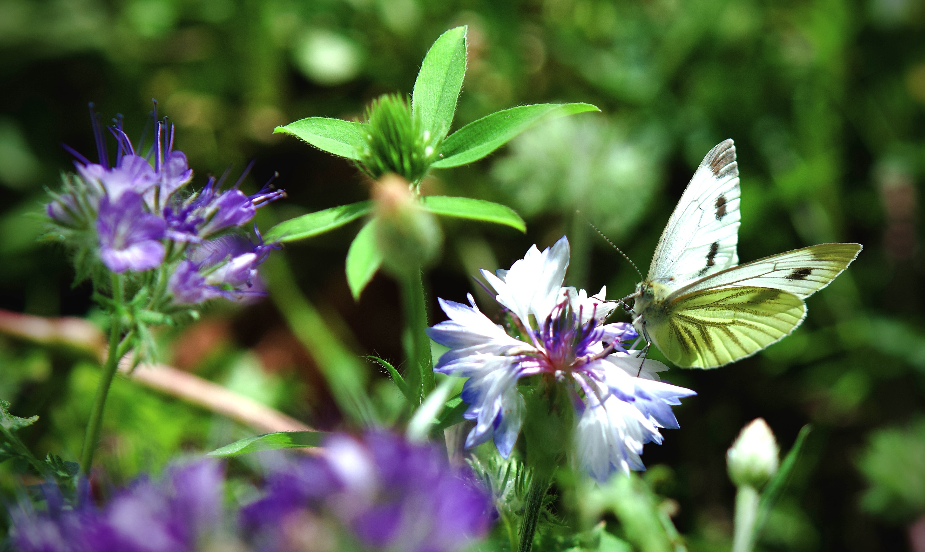 Vom vermüllten Hinterhof zum Naturgarten