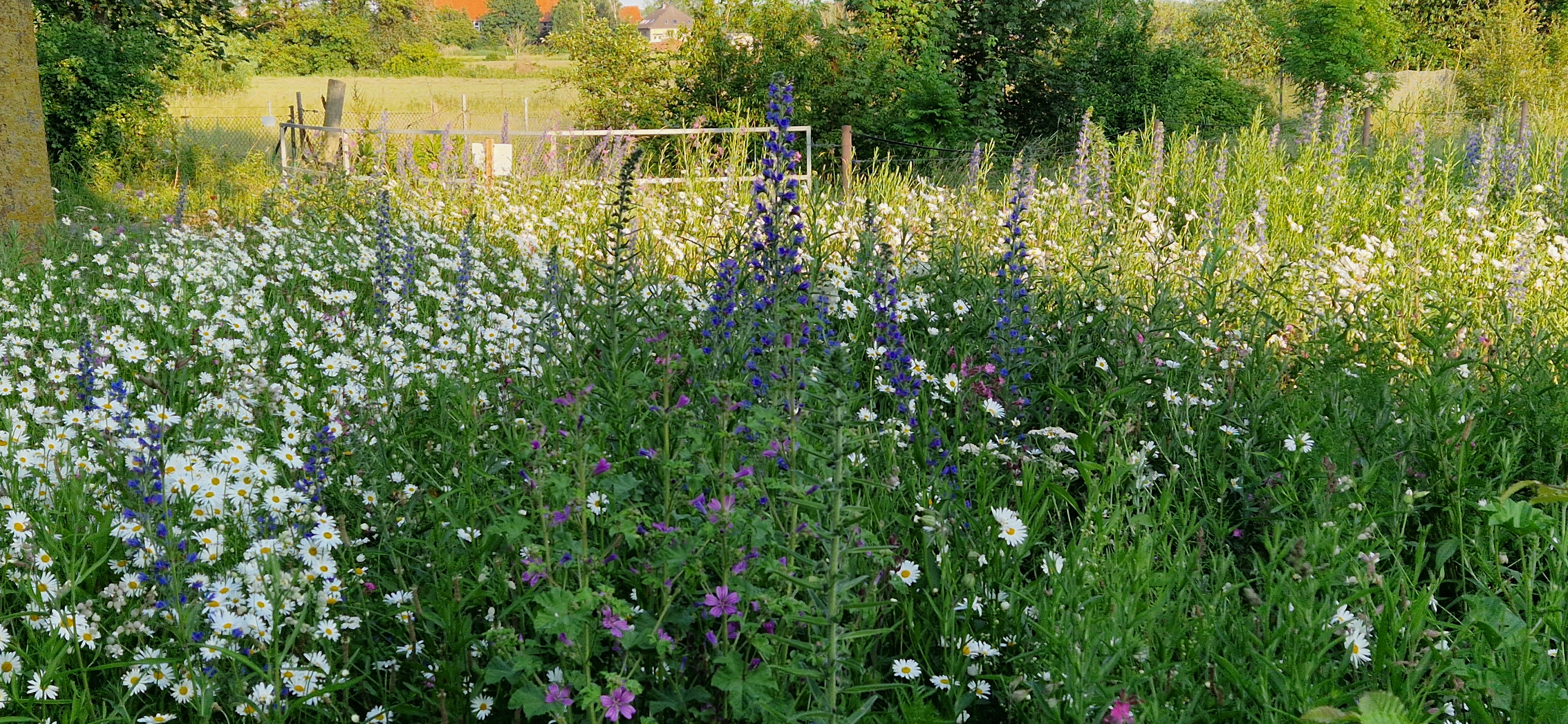 Bunte Wildblumenwiese statt artenarmer Grünfläche