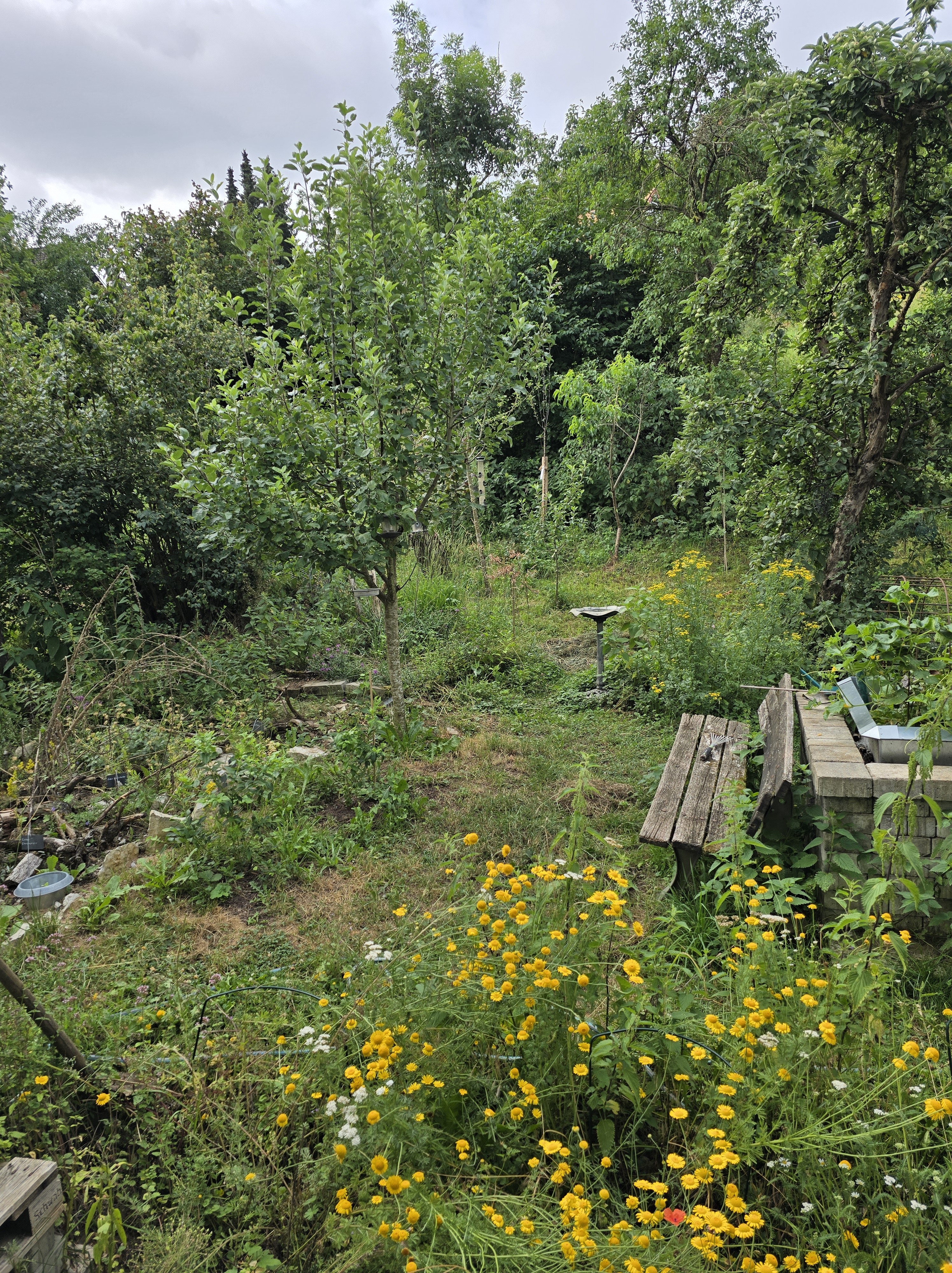 Bauernhofgarten wird zu Naturgarten