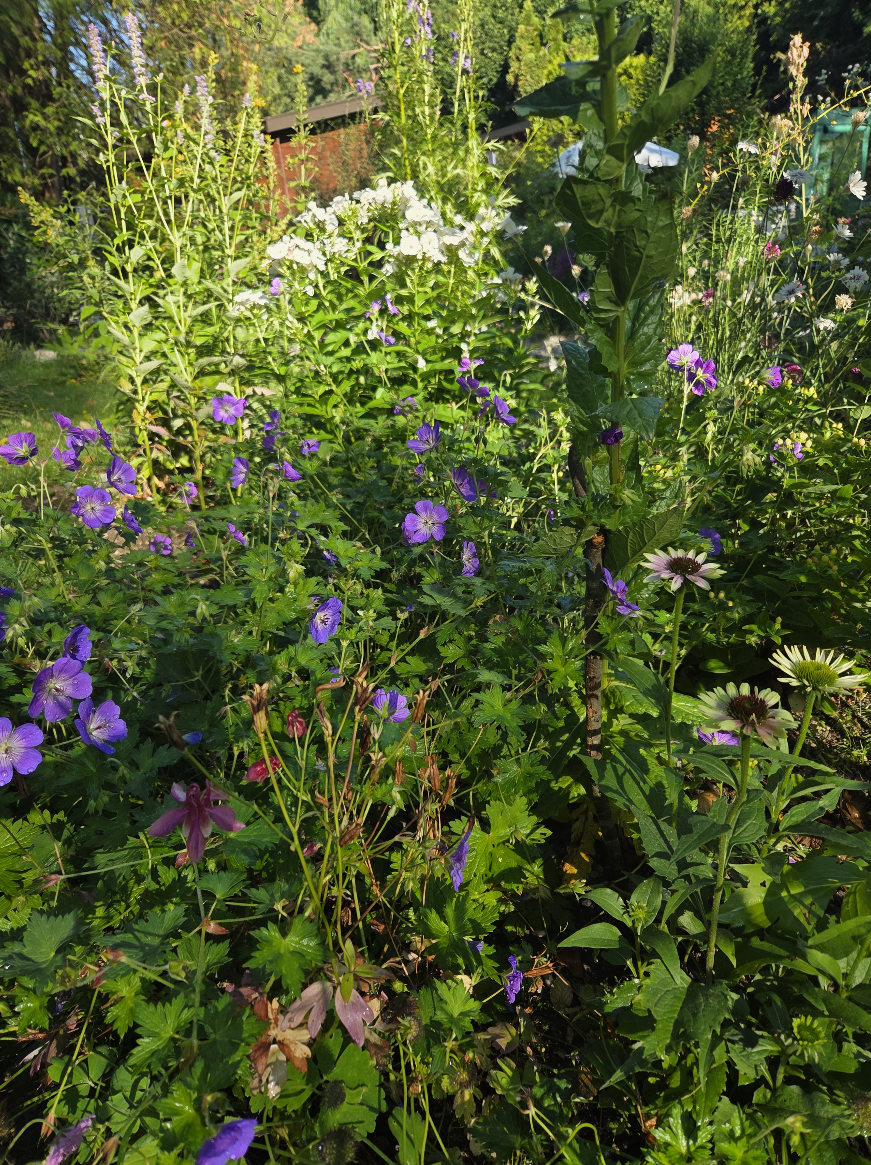 Von Null auf Naturgarten