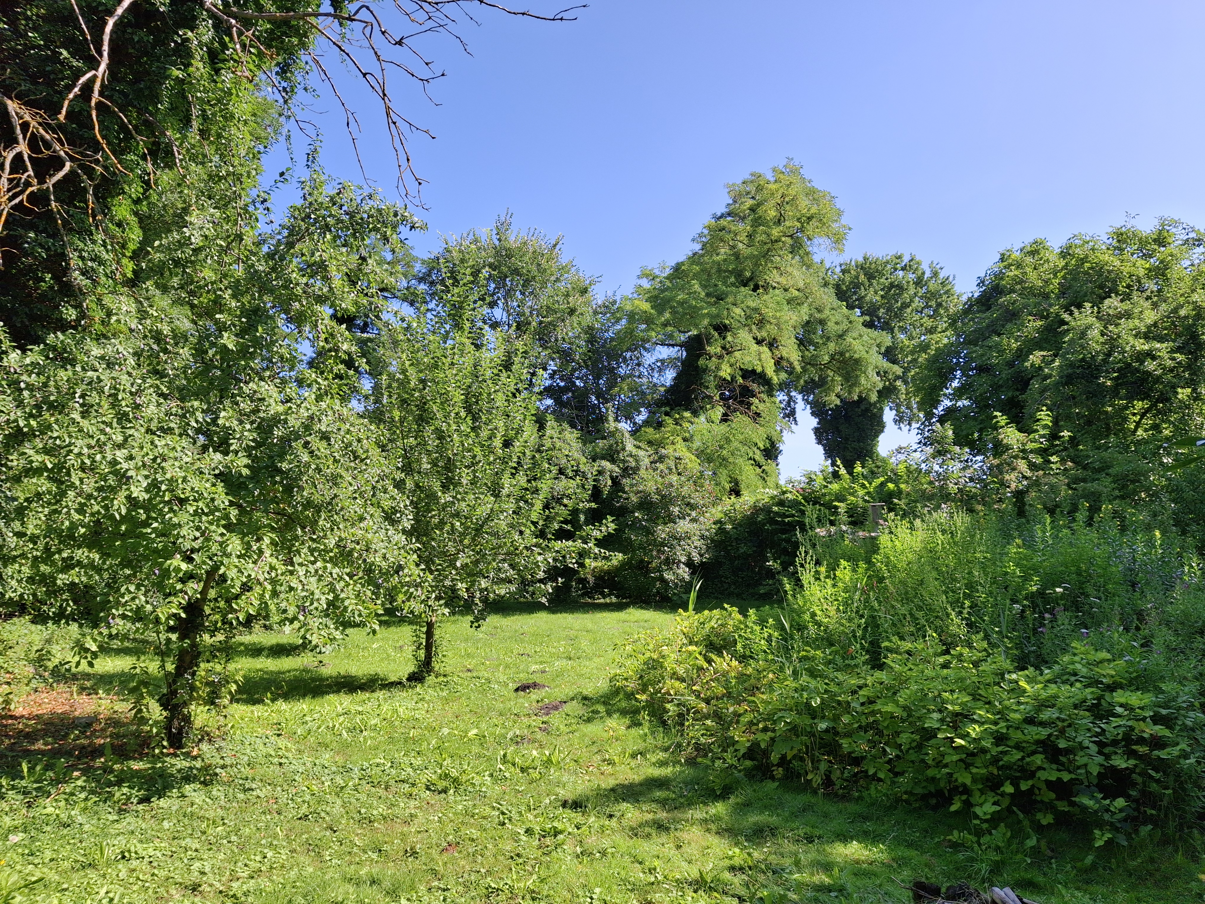 Wiederherstellung einer alten Streuobstwiese