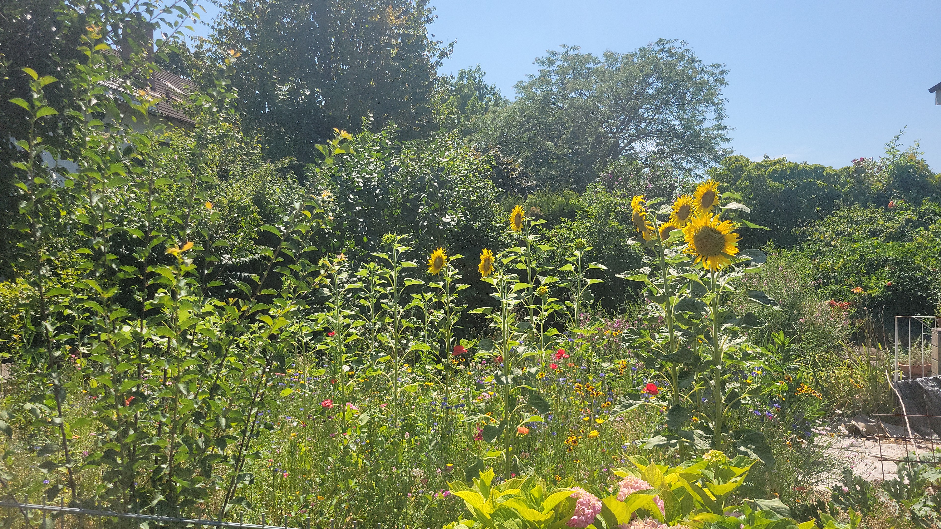 Garten von Nachbarreihenhaus übernommen und verwandelt