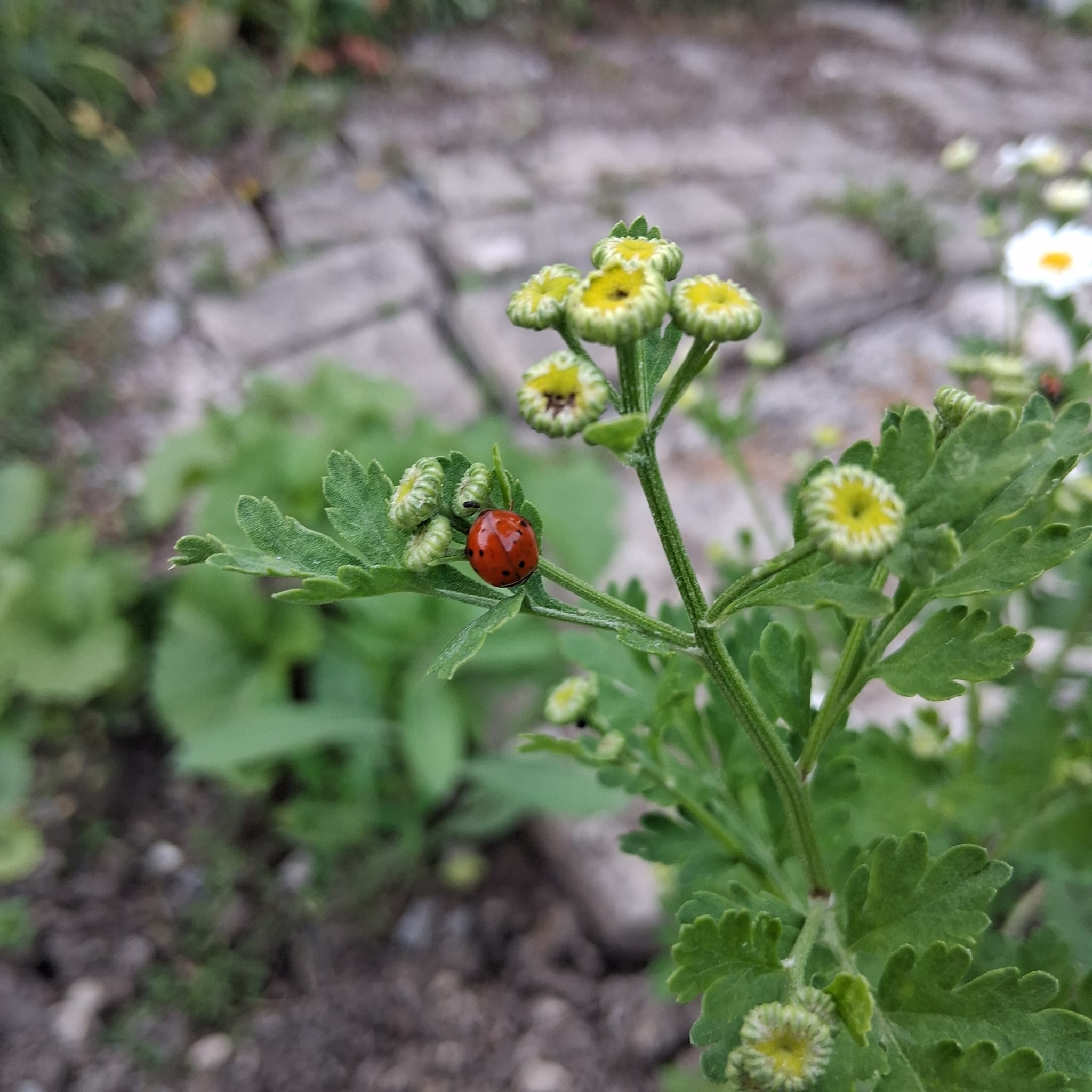 naturnaher Vorgarten