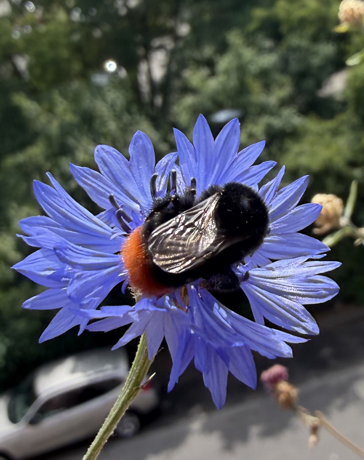 Naturbalkon für Wildbienen, Schmetterlinge & Co. – 4,55 m² voller Leben