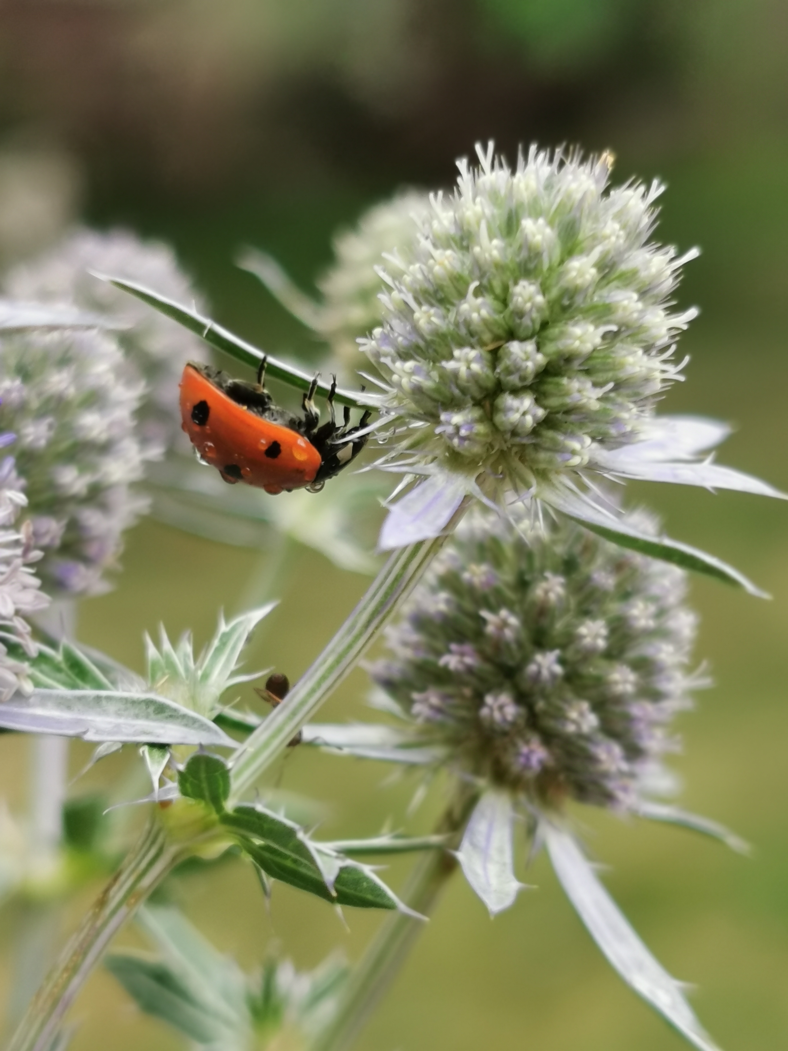 Vom klassischen Schrebergarten zum Naturgarten