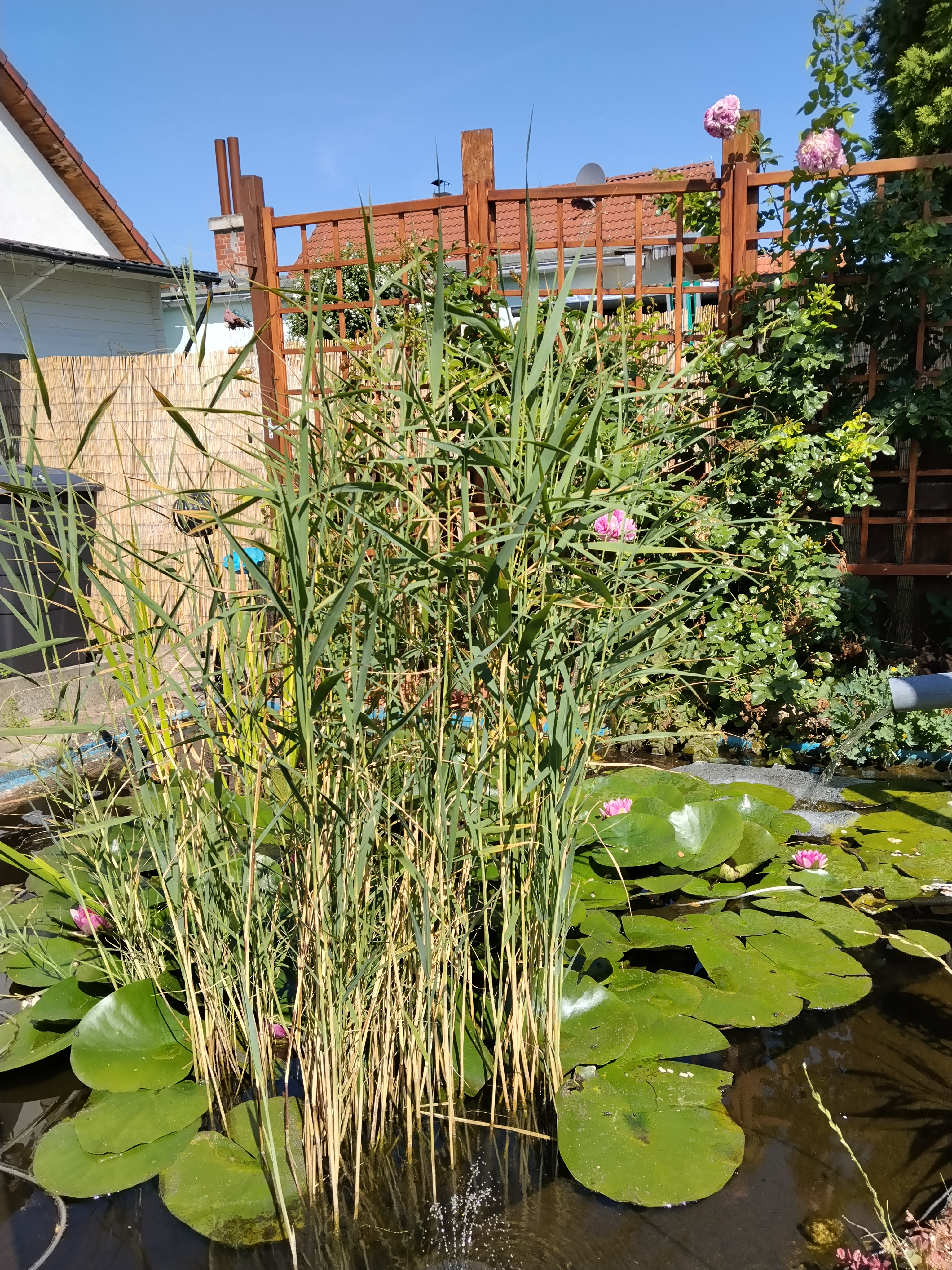 Mein Naturgarten