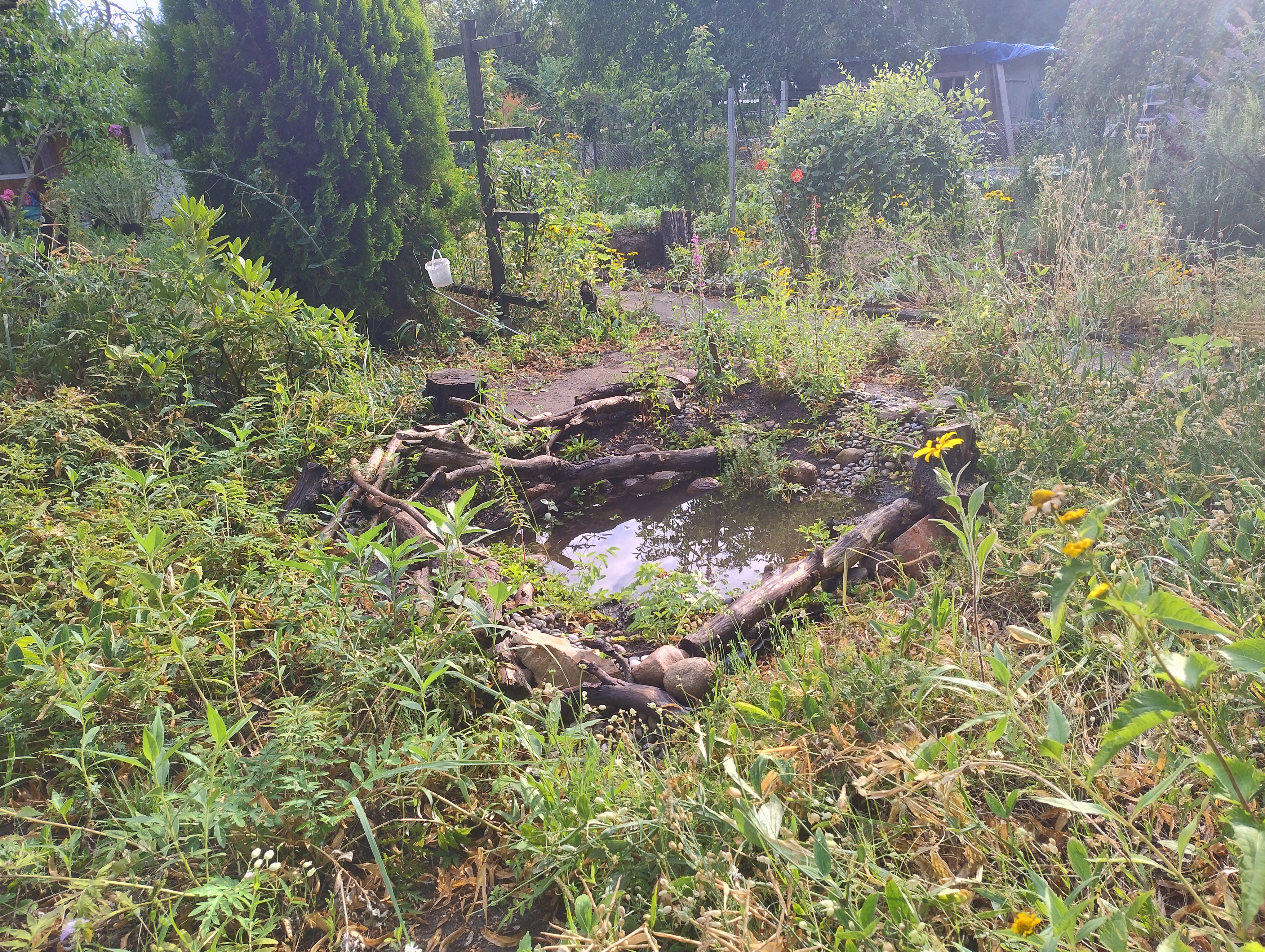 Trockene Wildwiese trifft auf Sumpfbeet